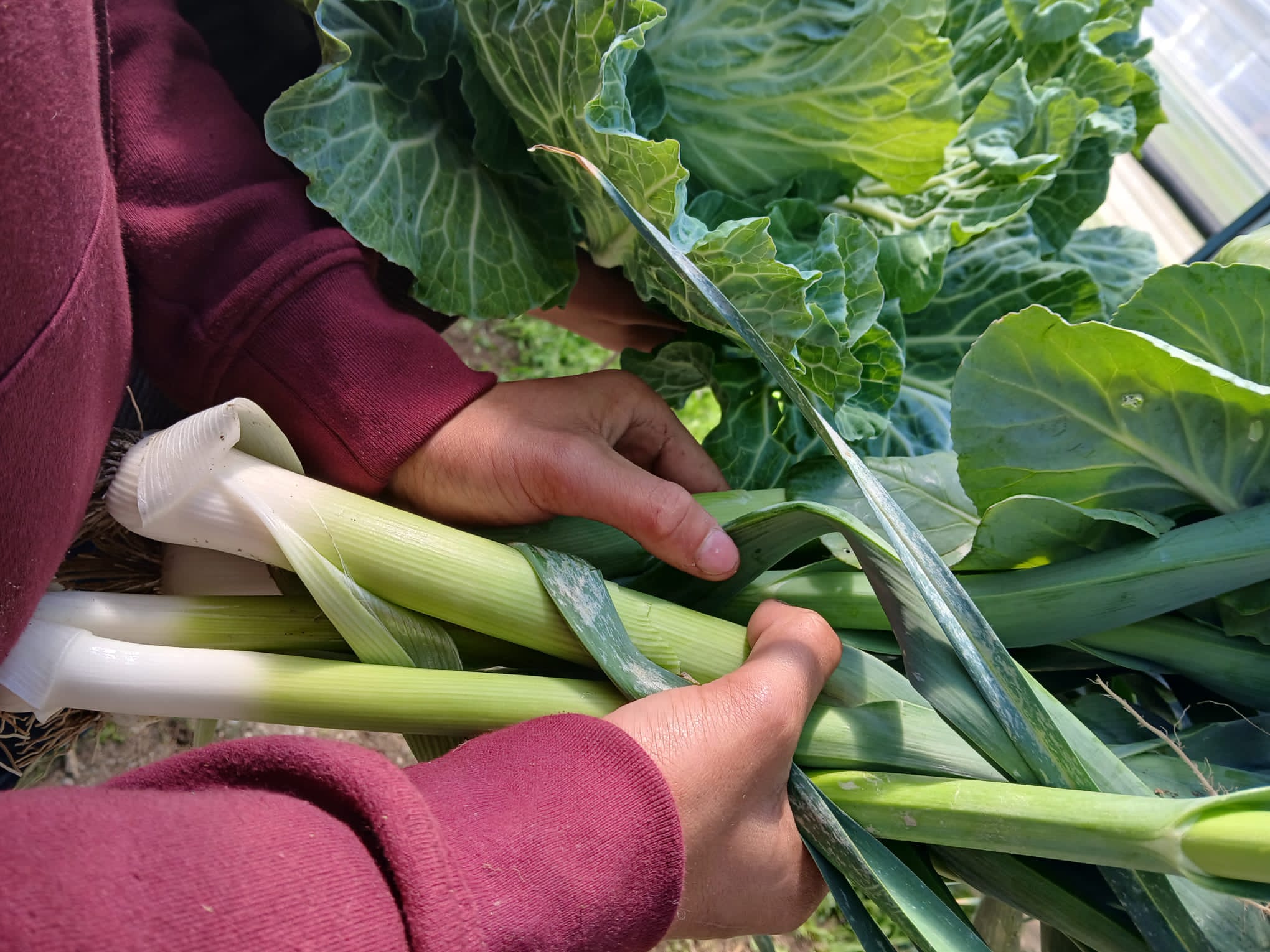 Recolha dos produtos hortícolas, da horta biológica, pelos nossos alunos.