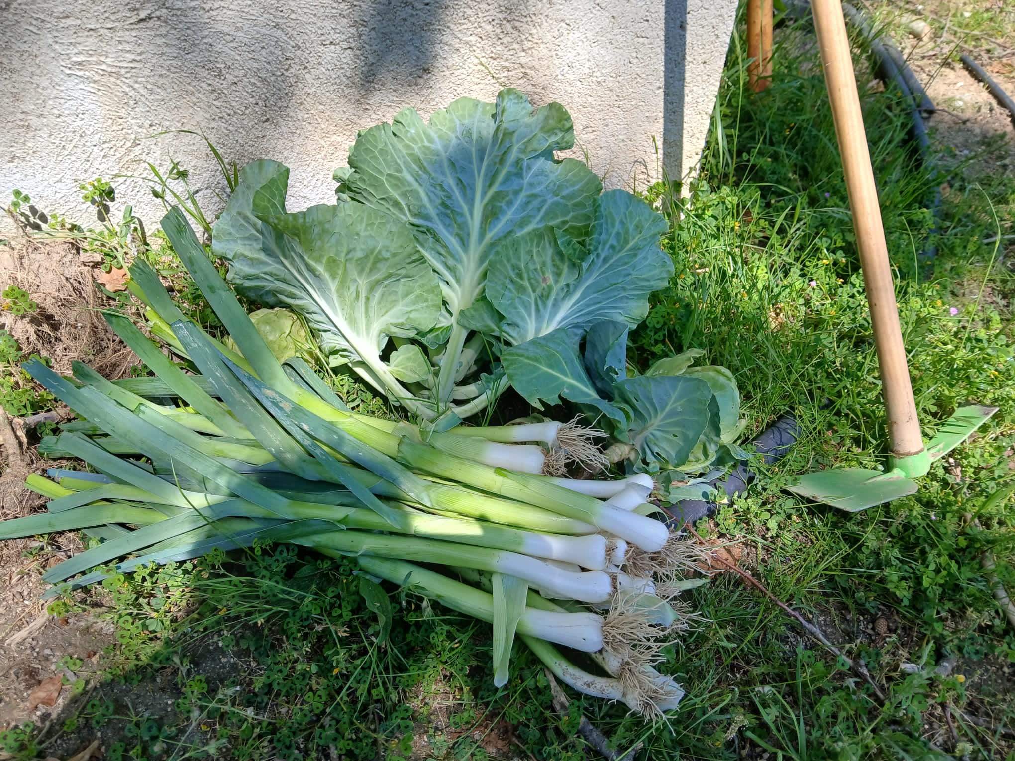 Recolha dos produtos hortícolas, da horta biológica.