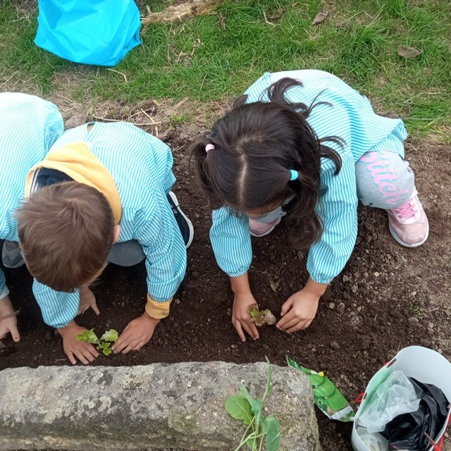 Depois de preparada a terra, o grupo da sala 5 começou a fazer plantações (plantaram alfaces)