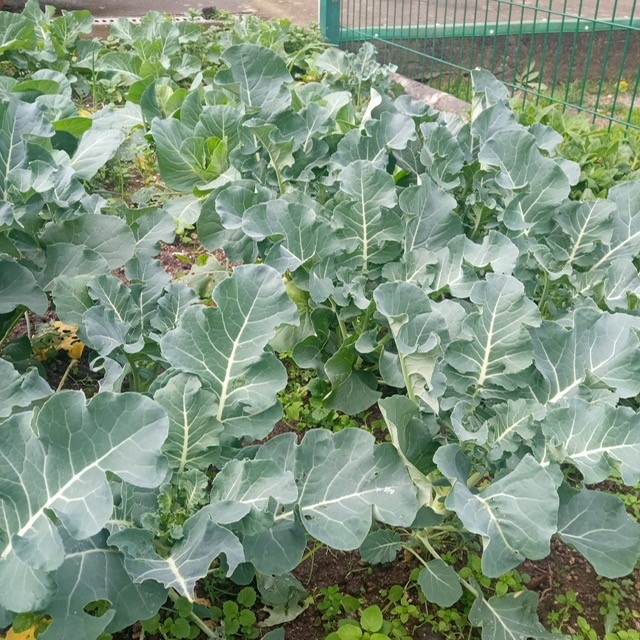 As nossas plantações continuam a crescer. Couve-flor