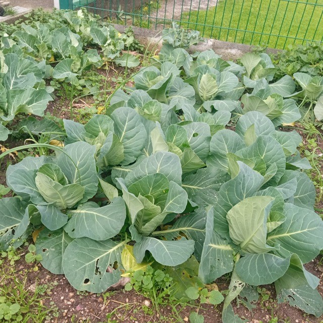 As nossas plantações. Repolho