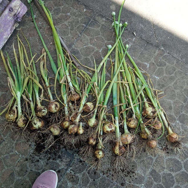 As nossas cebolas cresceram e apanhamos.