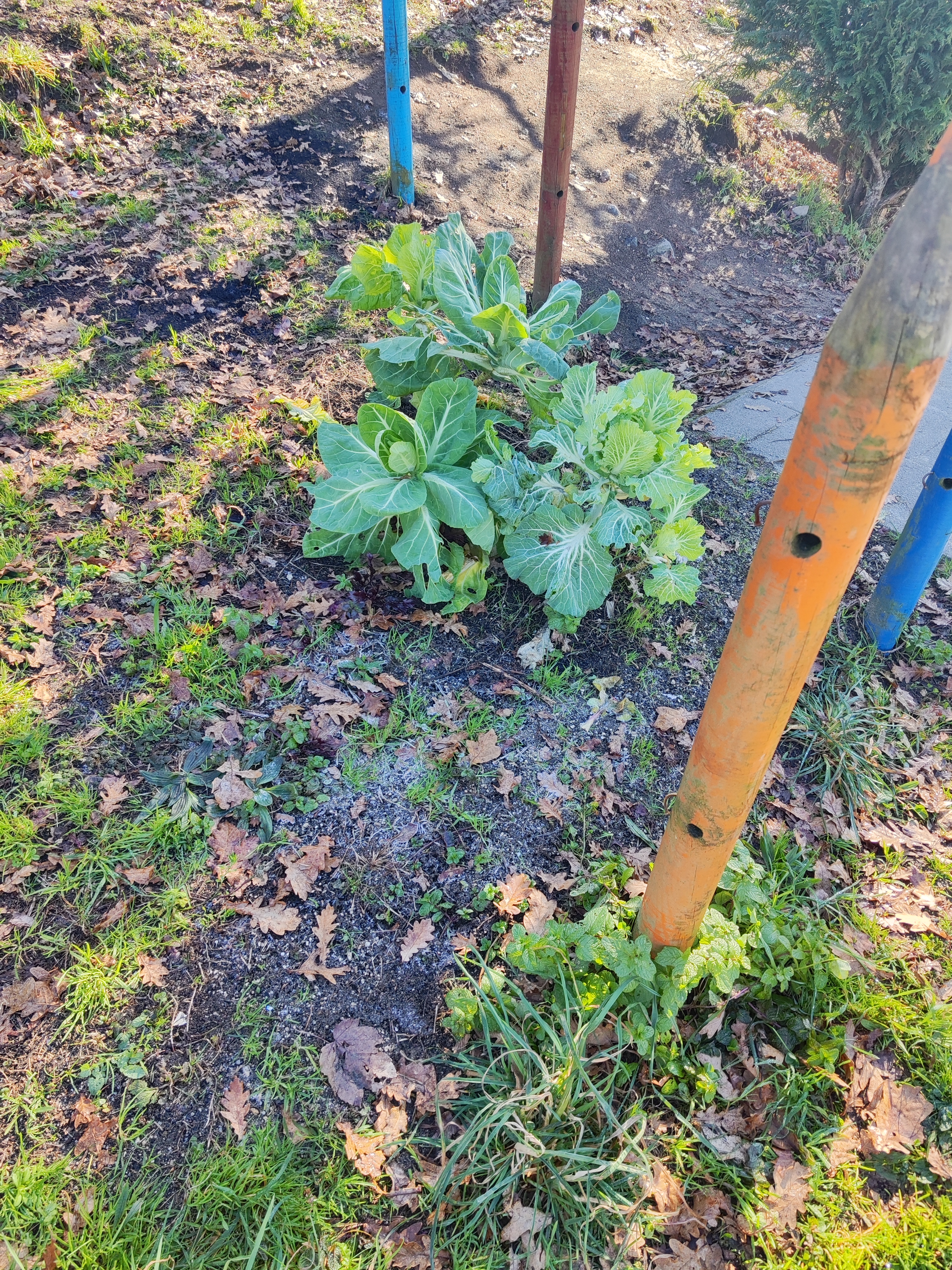 Legumes na Horta