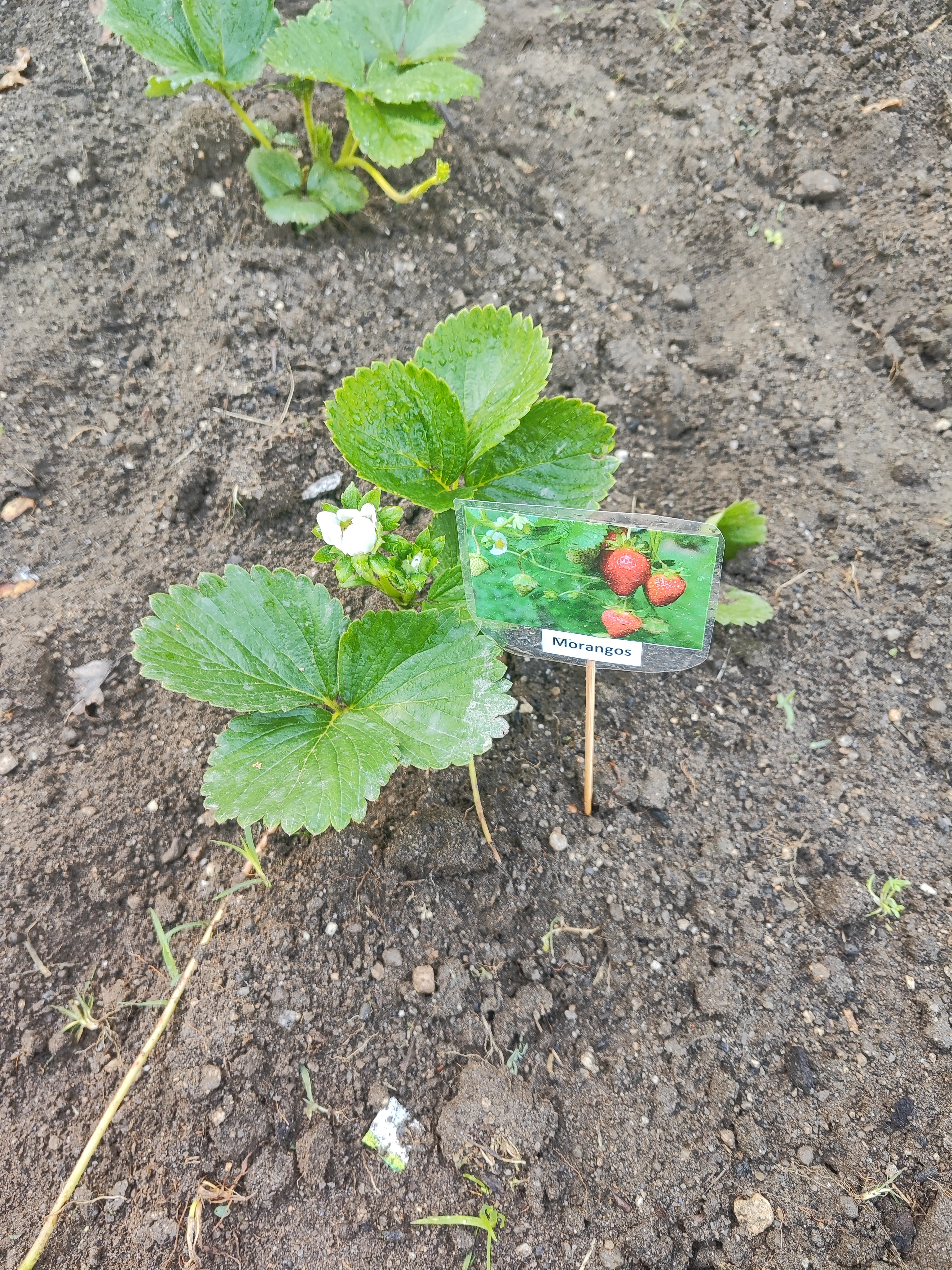 morangos em flor