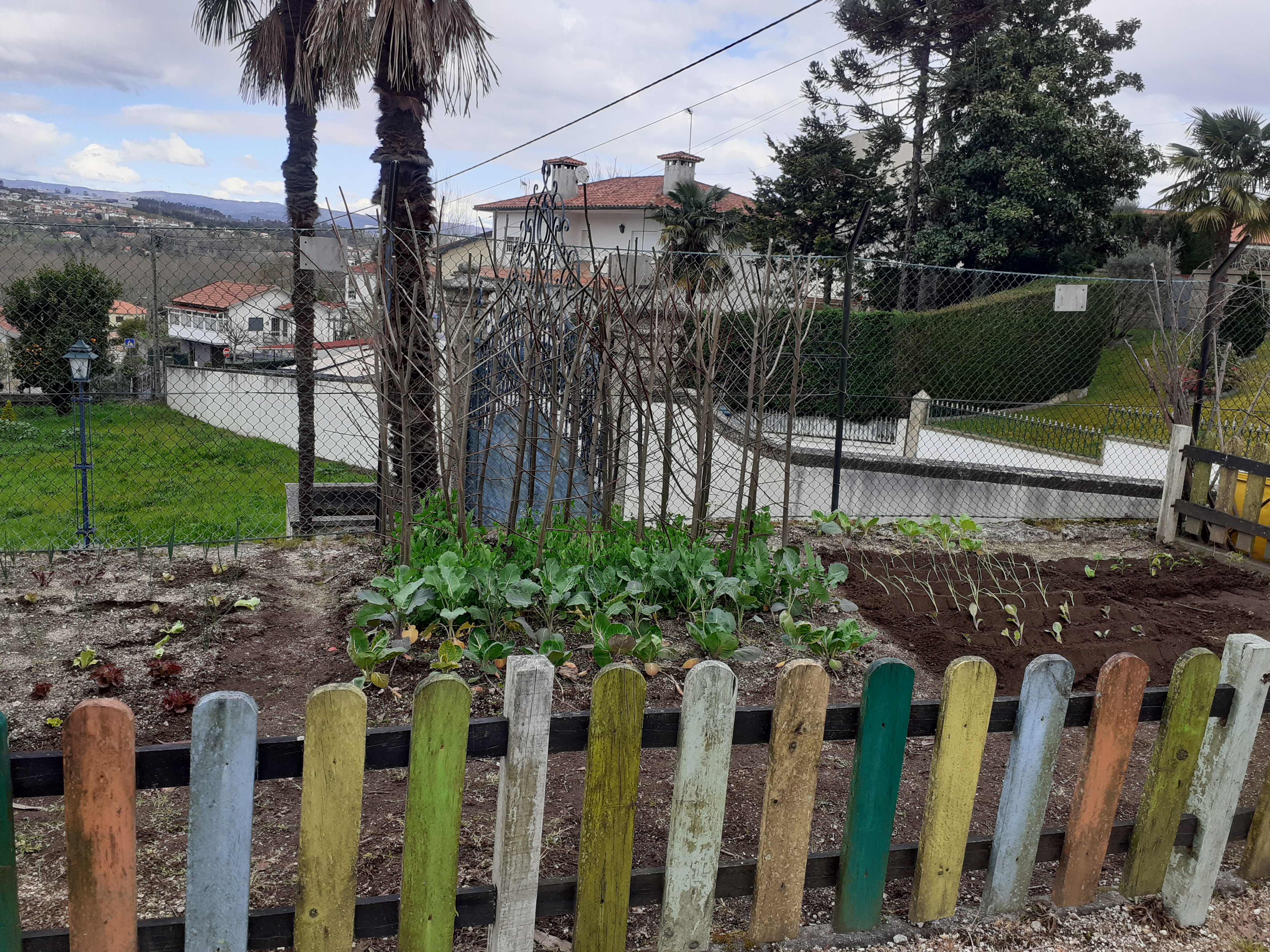 Colheitas de couves da nossa horta.