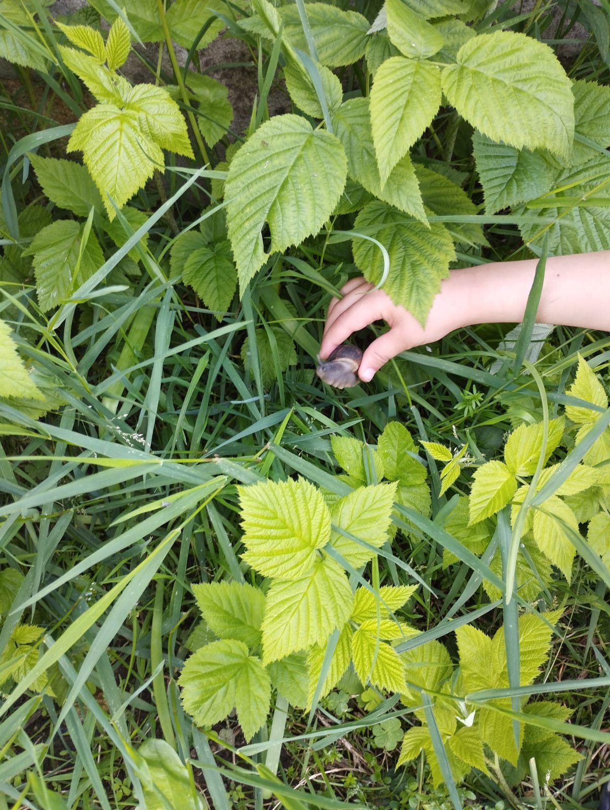 Habitantes da horta - Conhecemos alguns dos moradores da nossa horta e com os quais teríamos que ter cuidado, para tal colocamos pesquisamos e descobrimos que a cinza em volta das plantas previne o ataque destes "amiguinhos"