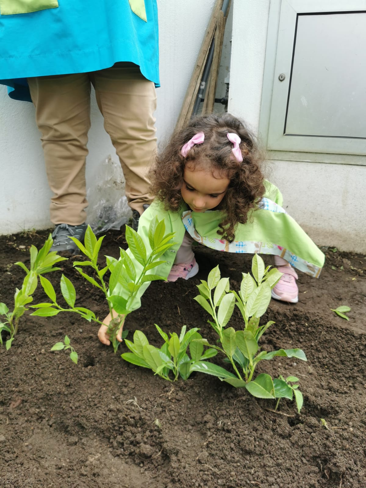 1ª Plantação - Tomates, fizemos o rego, colocamos composto no fundo e depois colocamos a terra, com um pau fizemos furos e colocamos um tomate em cada buraco. Os raminhos ao lado dos tomates são para proteger do sol e da chuva.
