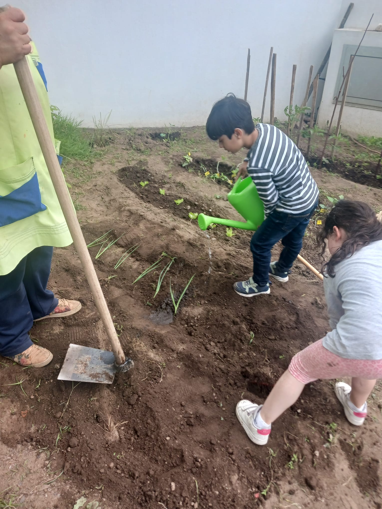 Alho francês - O alho Francês também teve um lugar na nossa horta desta vez fizemos o rego colocamos composto e depois um pouco de terra colocamos o alho e voltamos a colocar a terra para que a parte que vamos comer fique bem enterrada e possas crescer.