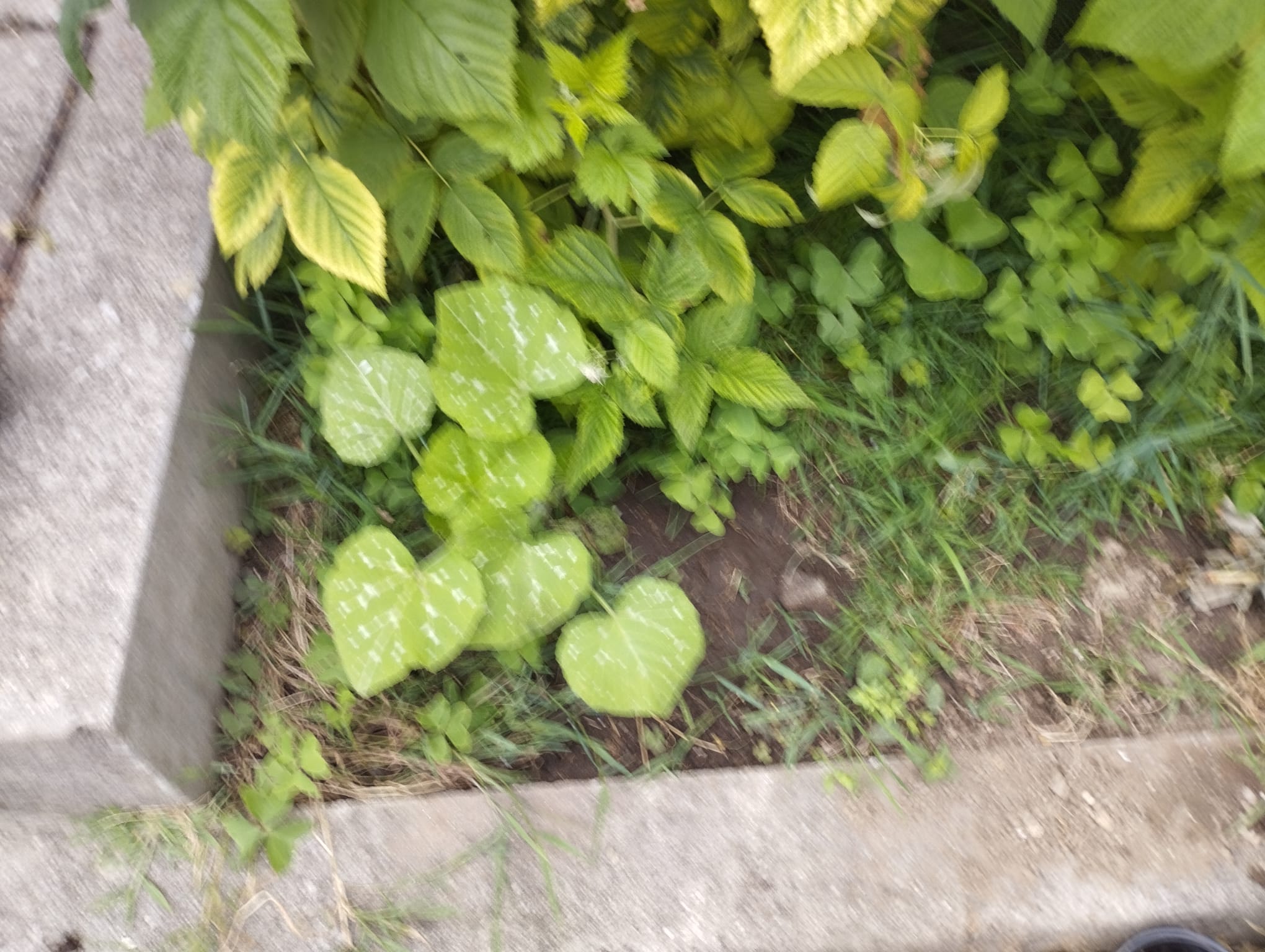 Abobora - Depois das compotas para a feira do outono  guardamos as sementes e plantamos as abóboras e as curgetes.