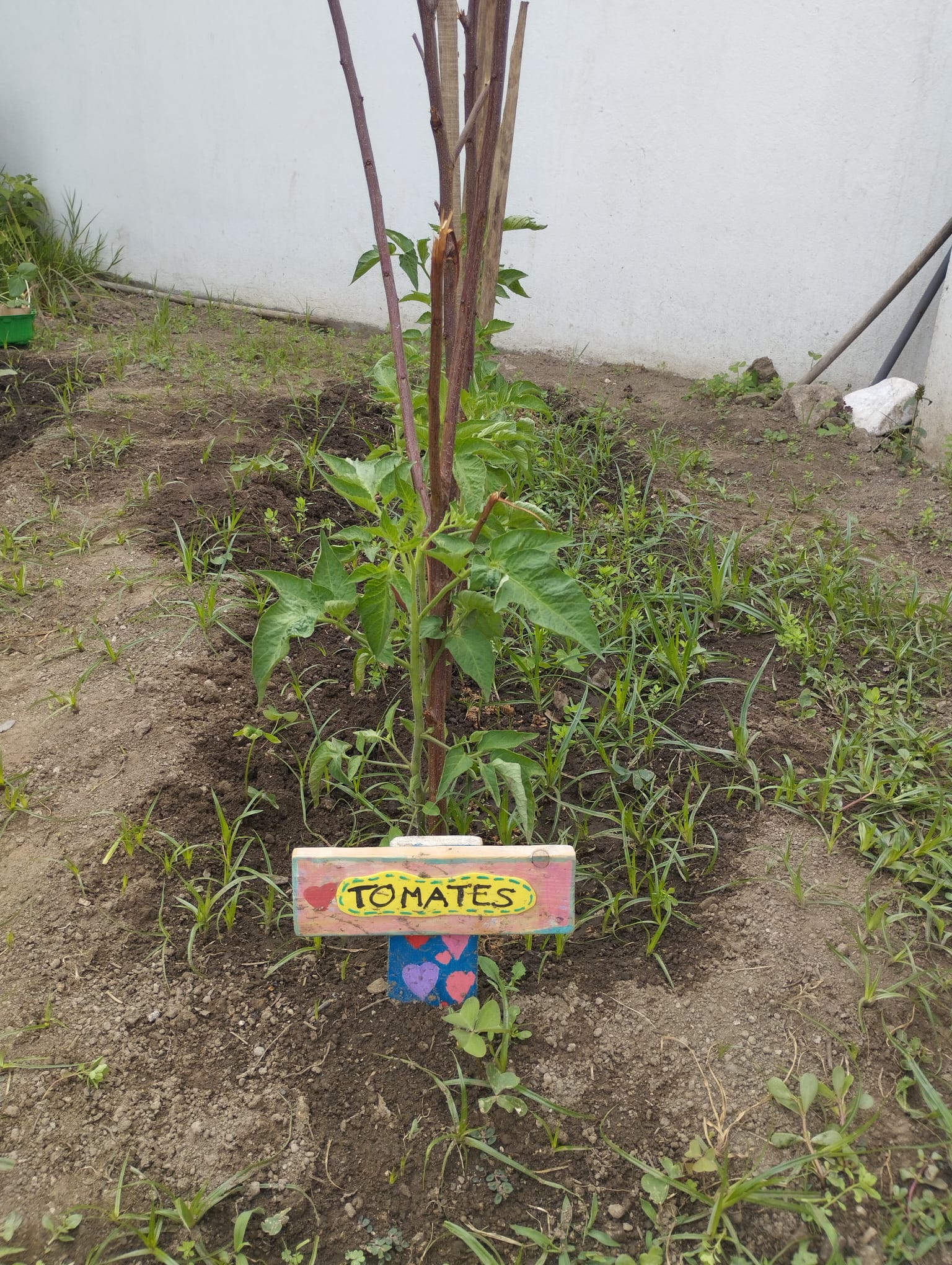 Estacar - Como os tomates já estavam crescidos colocamos paus (estacamos) para não caírem.
