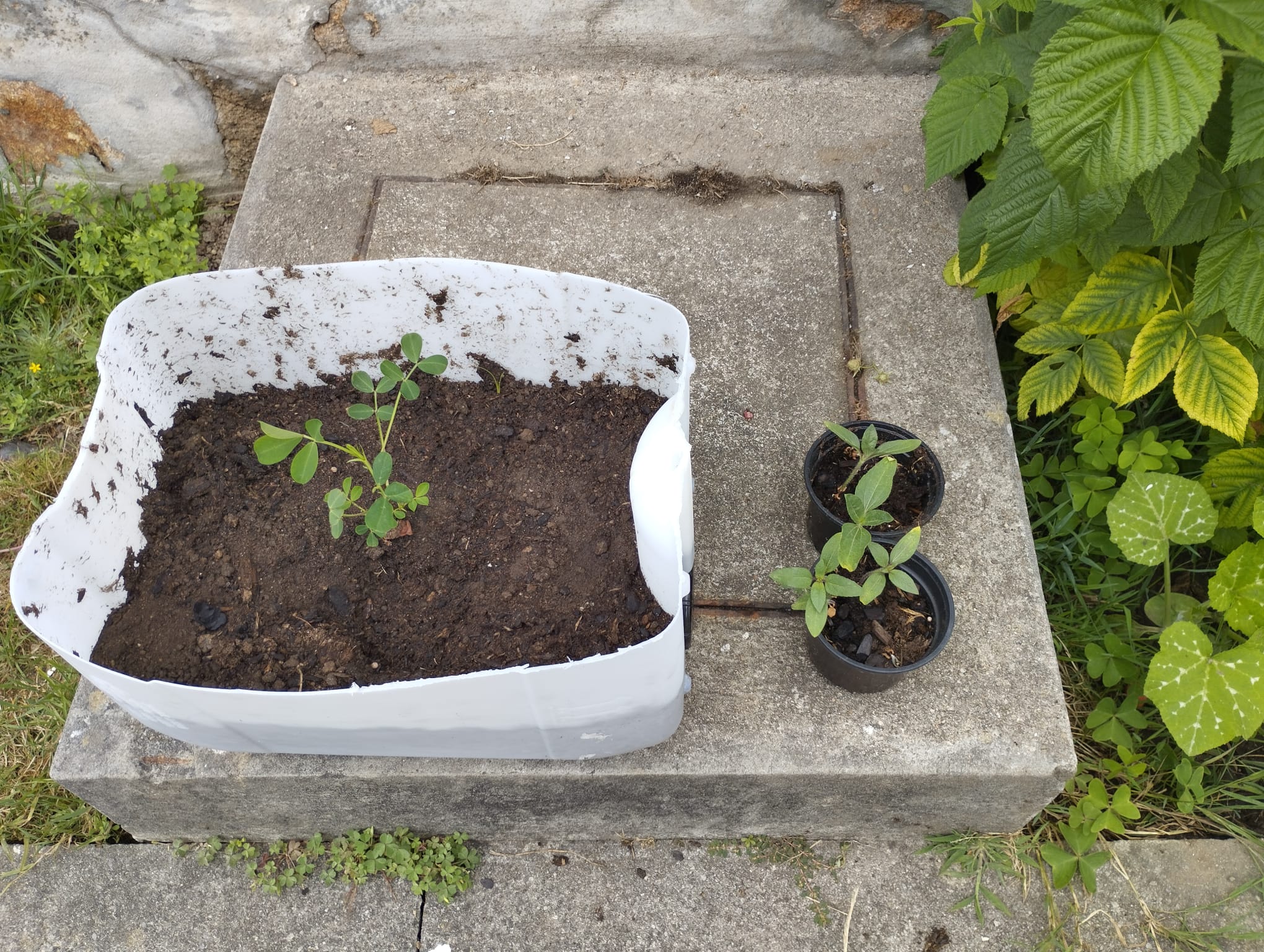 Amendoim - como ainda não tínhamos cultivado tubérculos e surgiu curiosidade decidimos plantar amendoim para ver como cresce.
