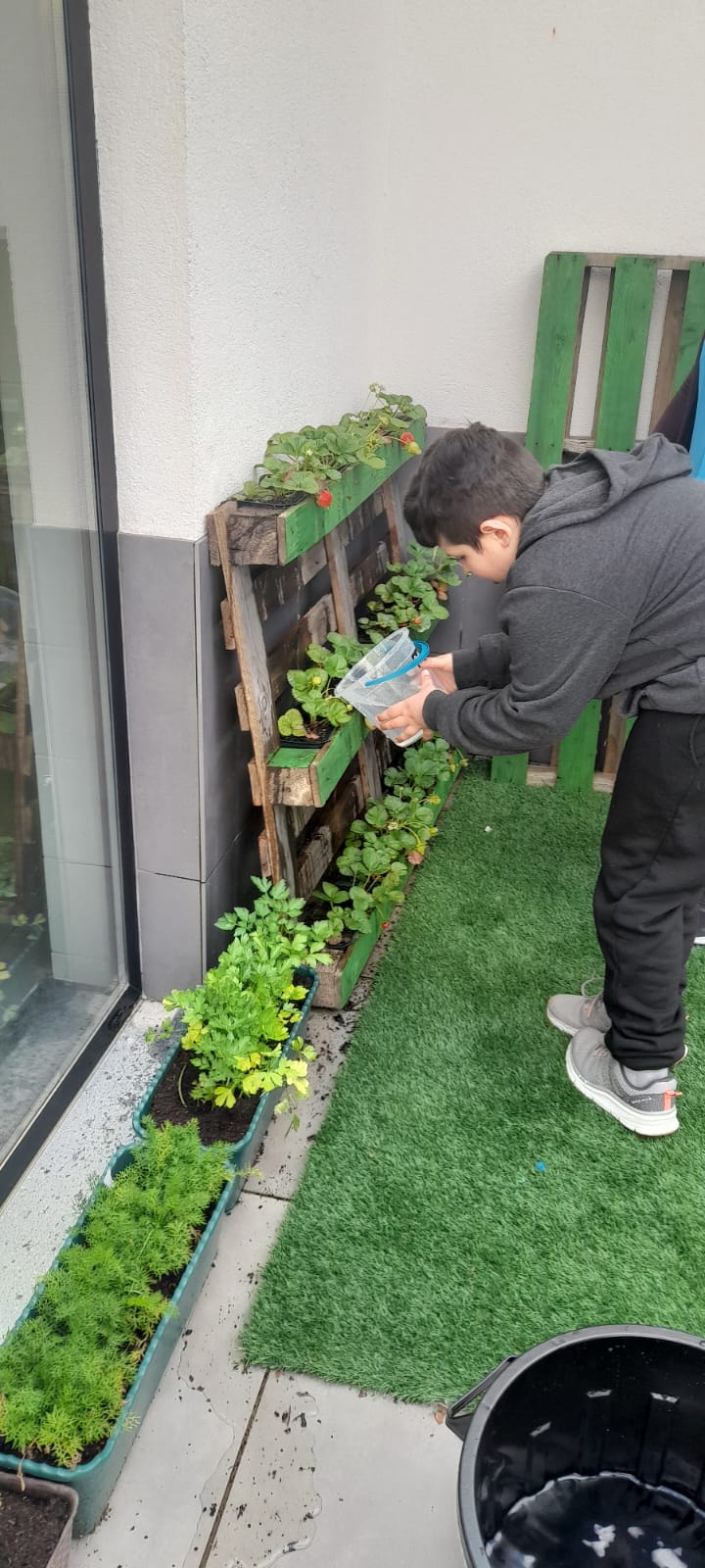 Horta Vertical - morangos prontos para serem colhidos.