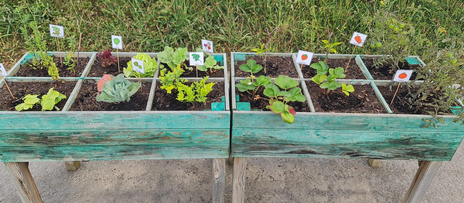 Plantas com crescimento considerável e identificadas.