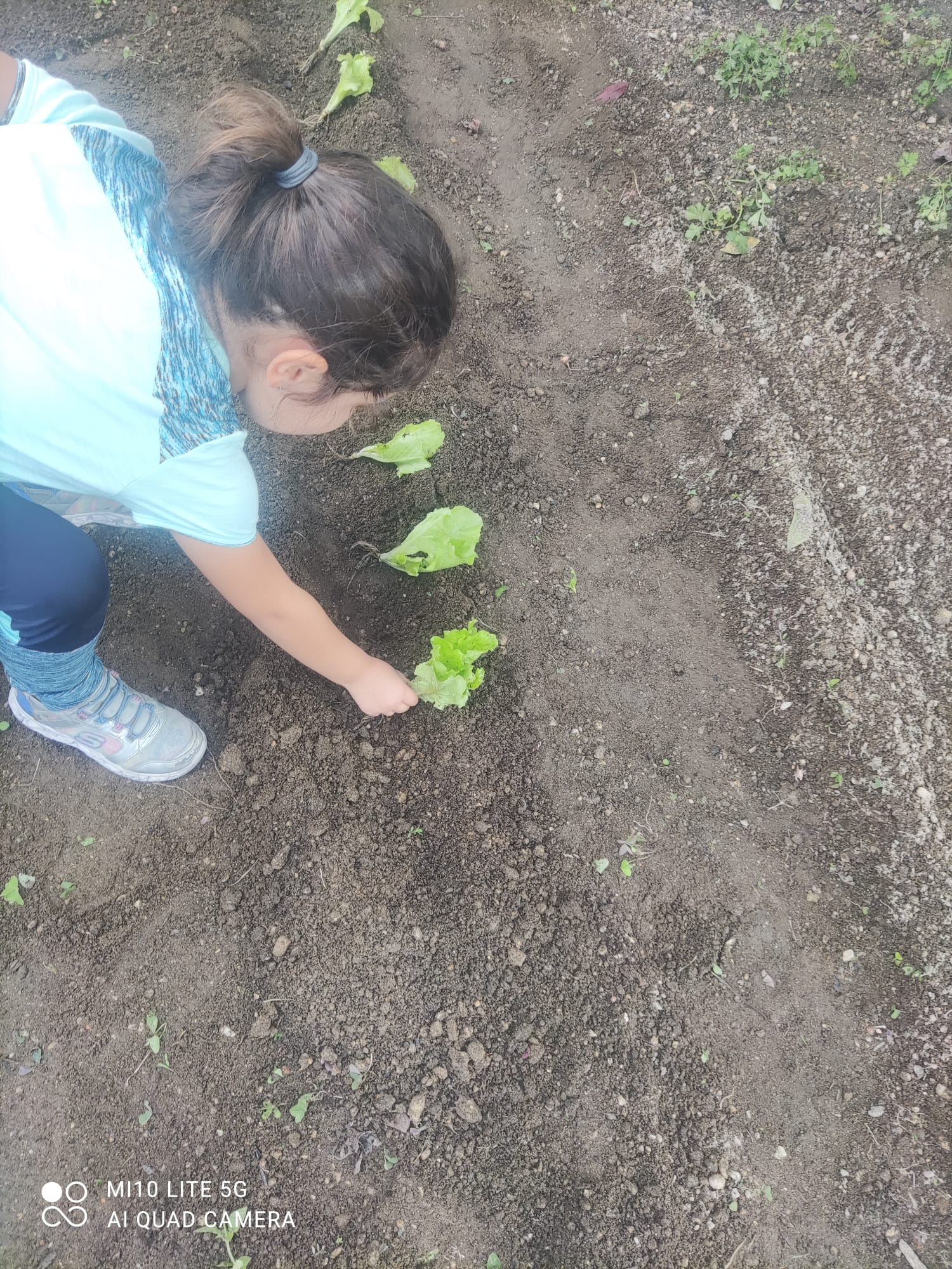 Alunos a plantar alfaces