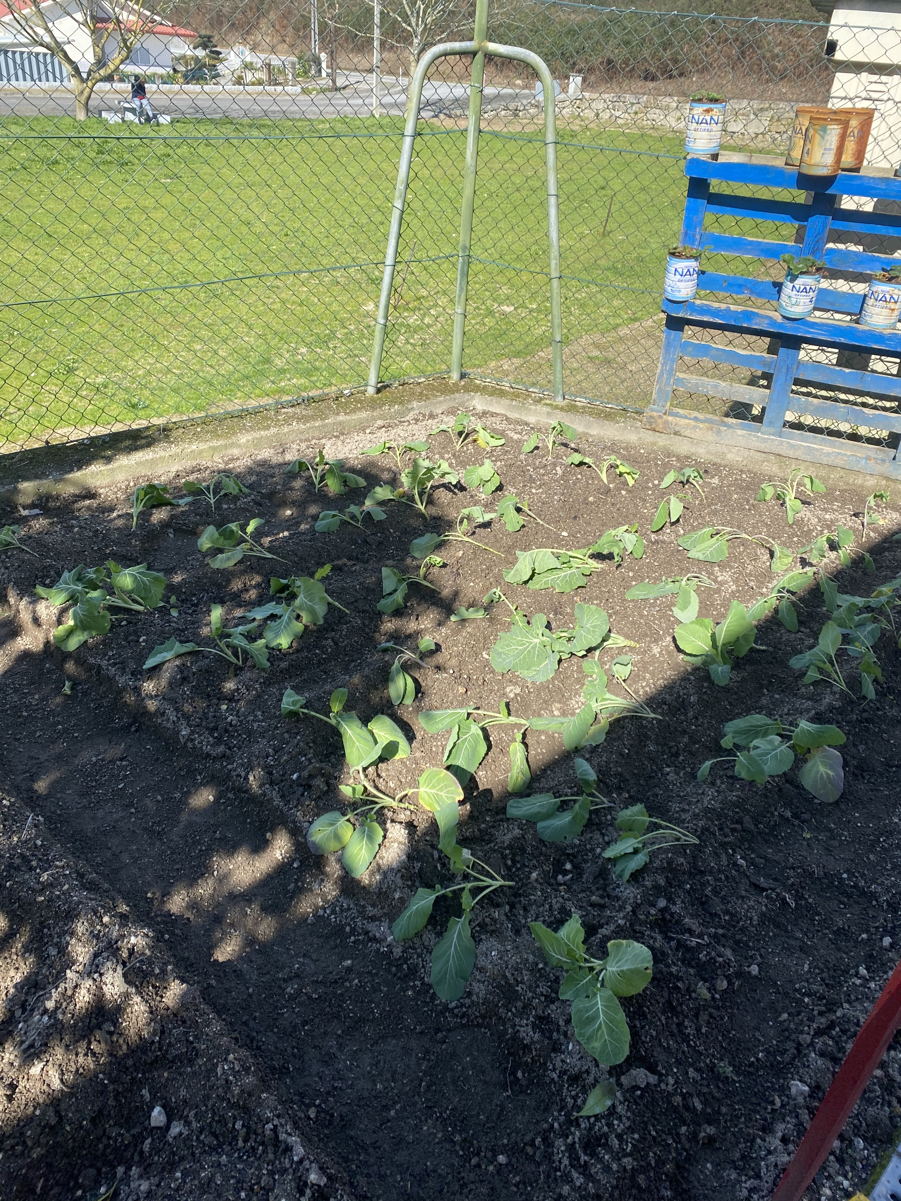 Plantação de couve.