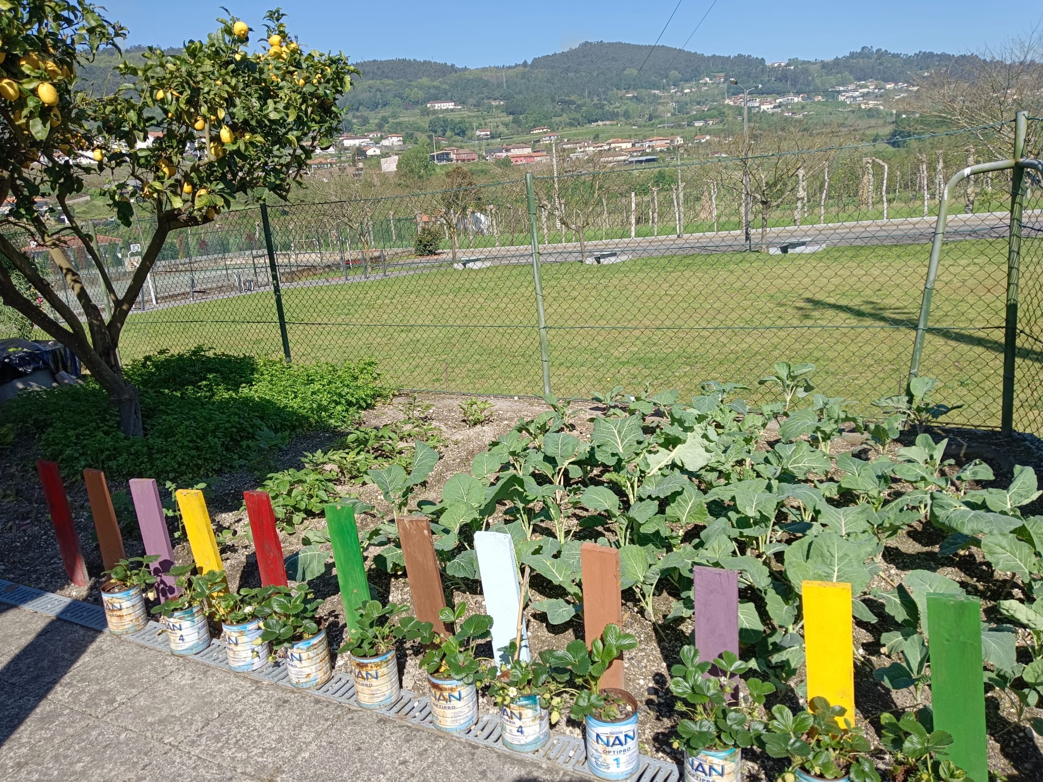 Crescimento das batatas e couves plantadas.
