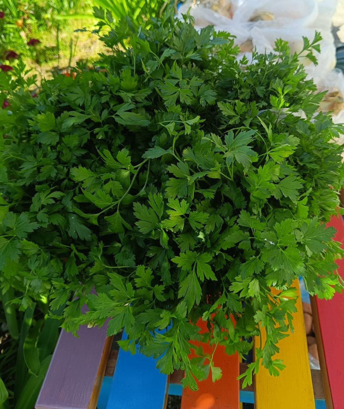 Colheita de alguns produtos da horta - salsa