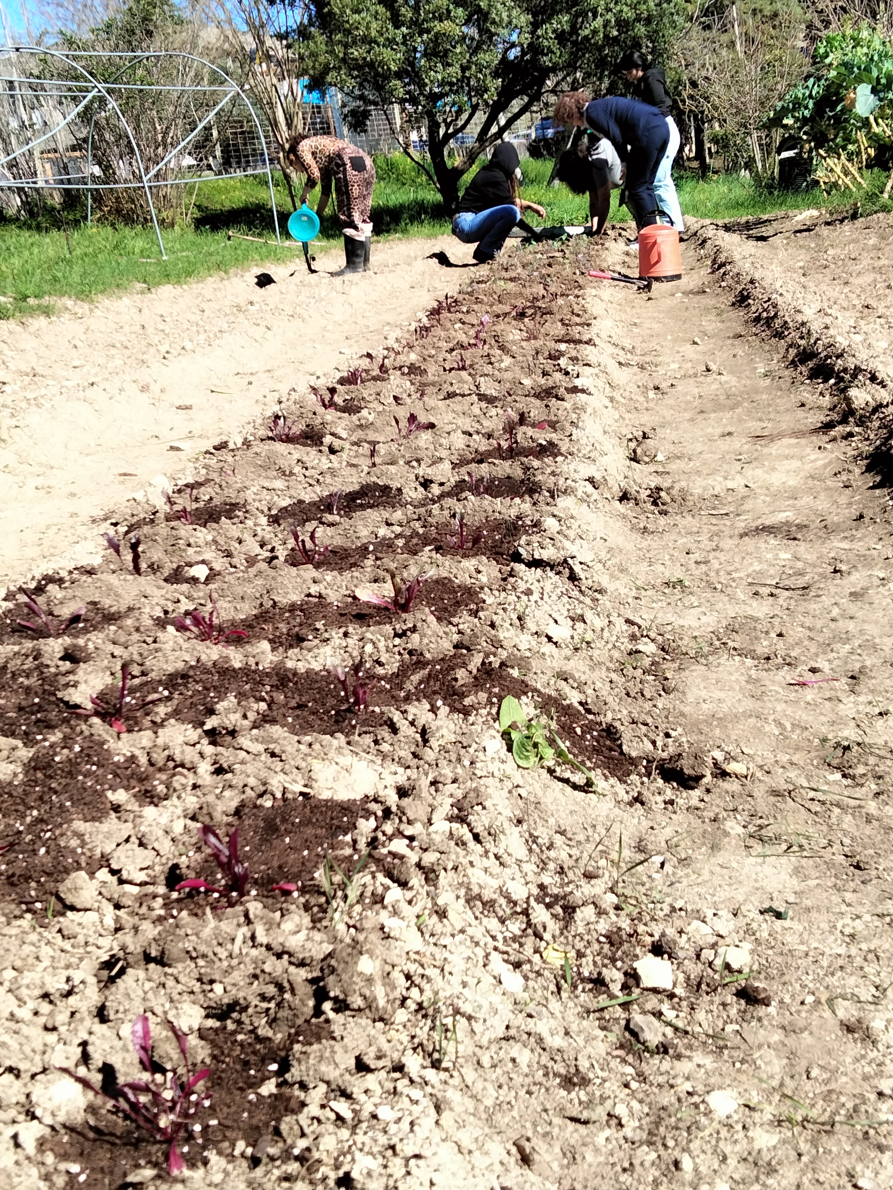 Terreno lavrado e destinado á plantação da horta, em março