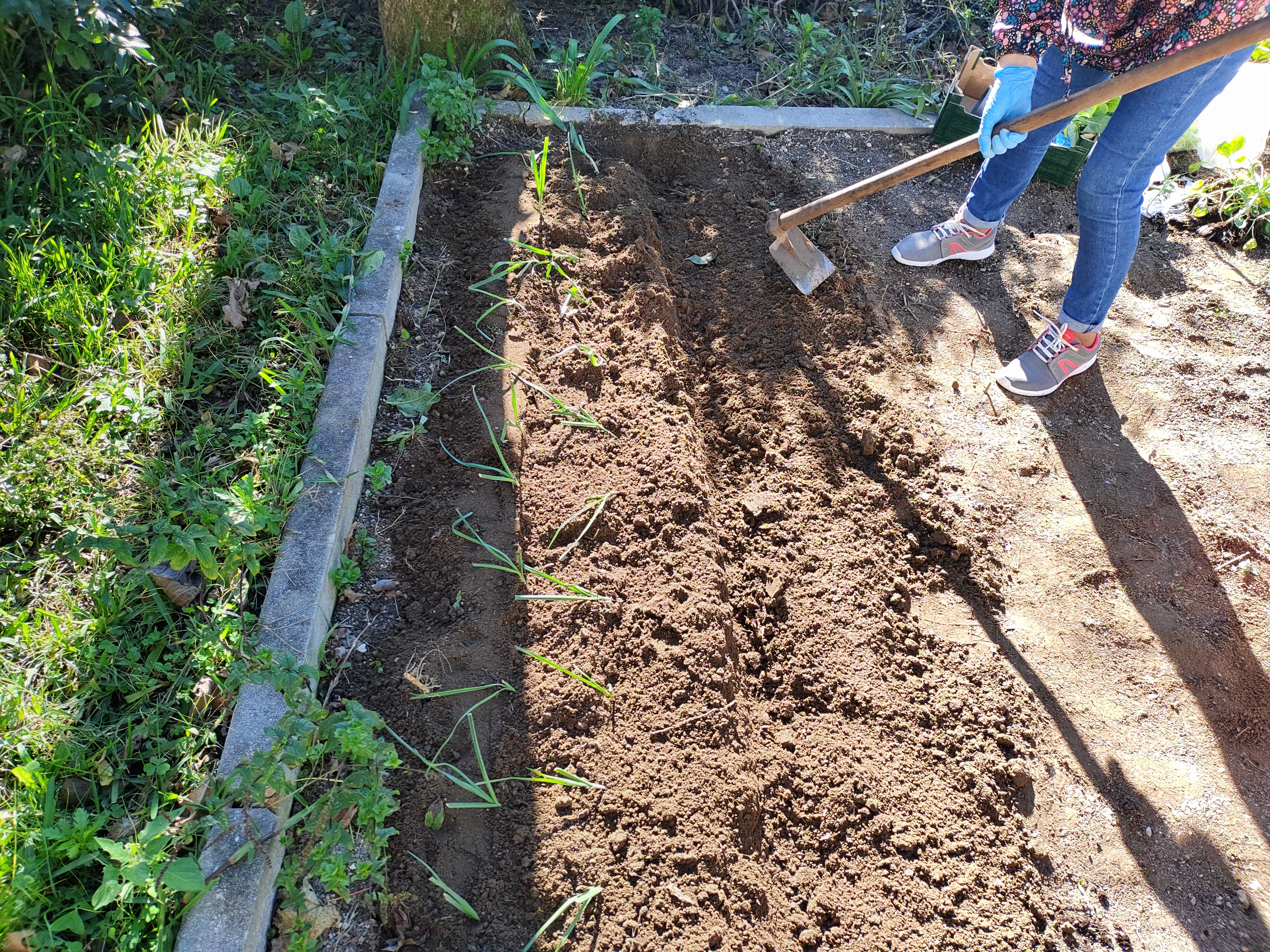 Preparação da horta.