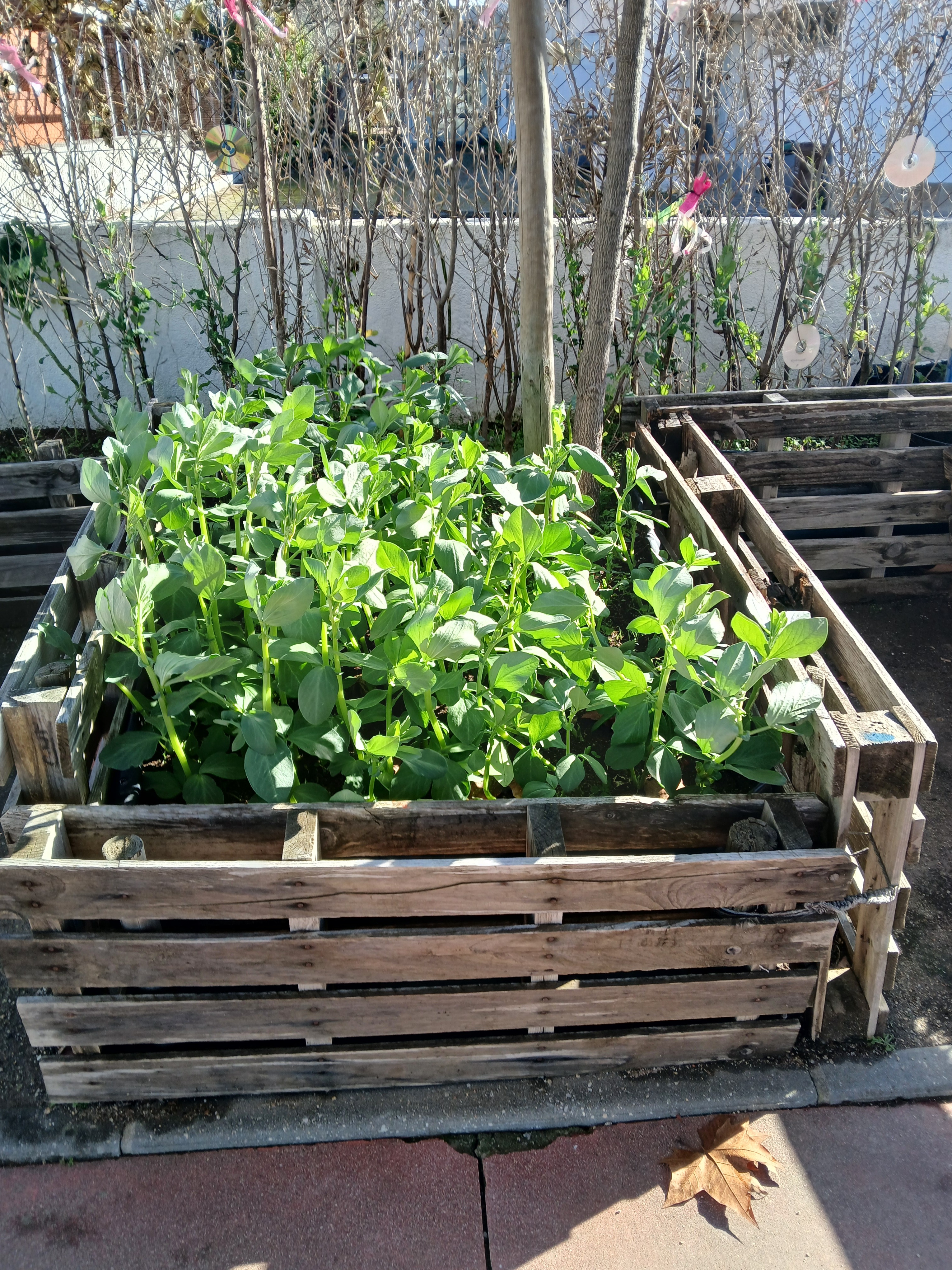 5. Favas e ervilhas