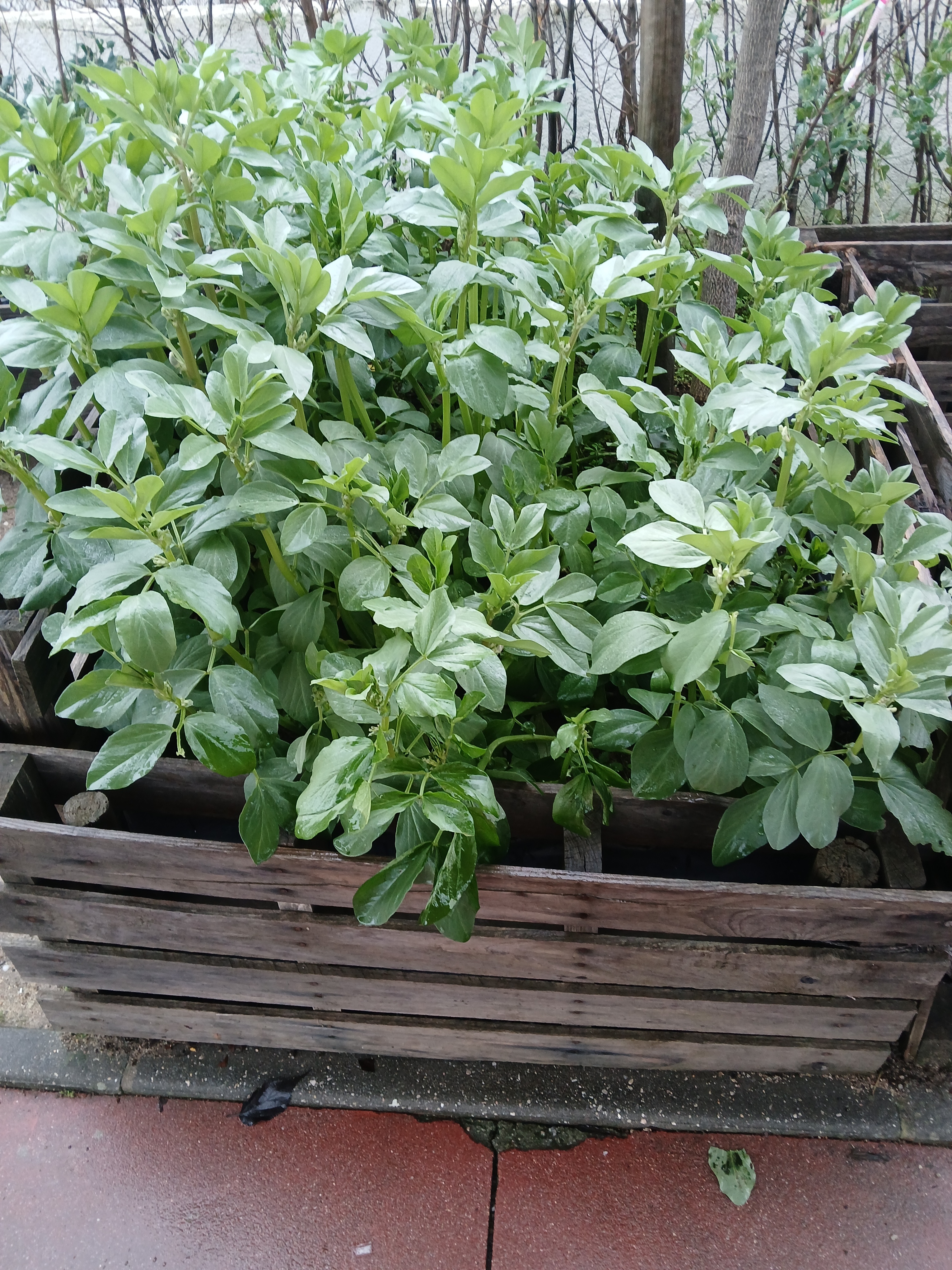 horta