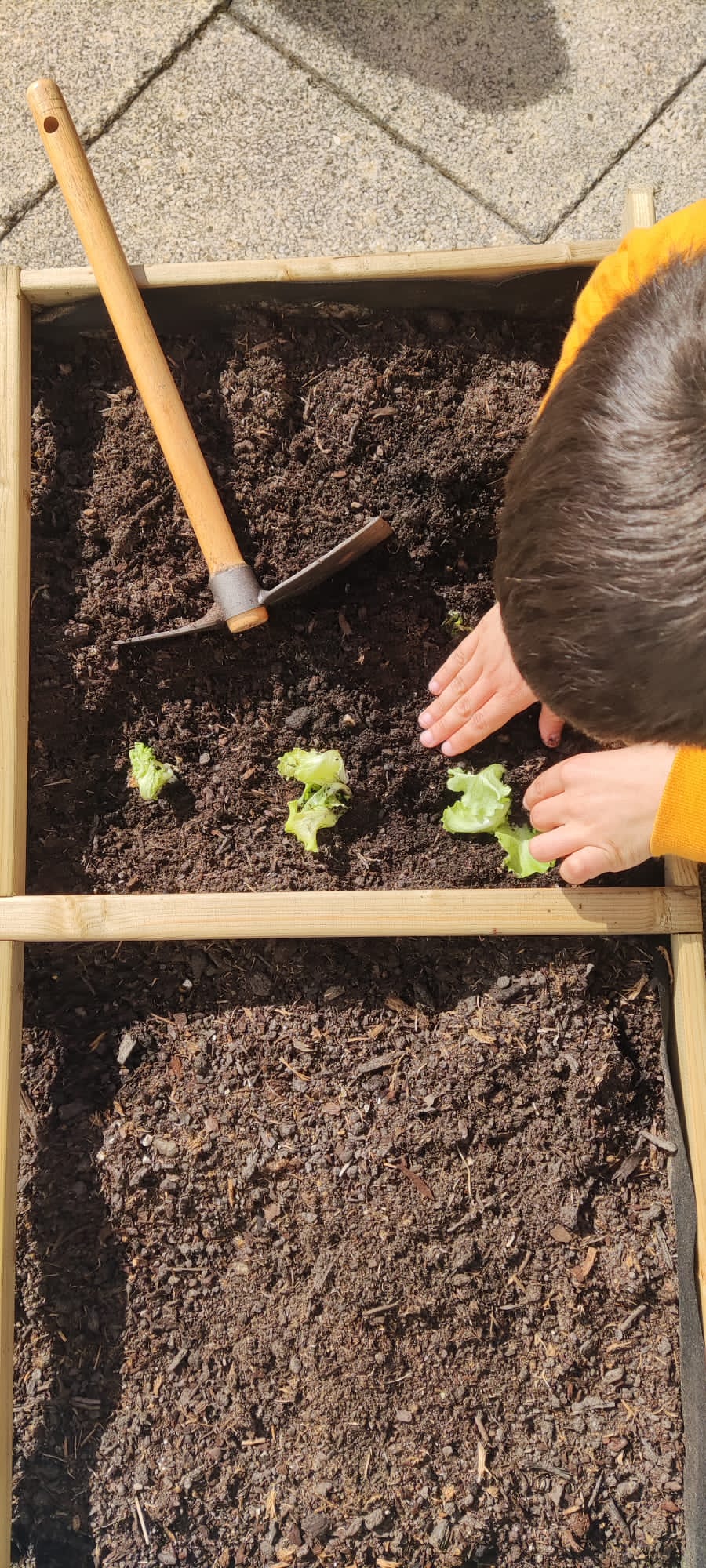 Cada turma da escola tem um espaço para plantar ou semear o que desejarem , de acordo com a disponibilidade do que há na escola.
Aqui iniciou-se a plantação de alfaces.