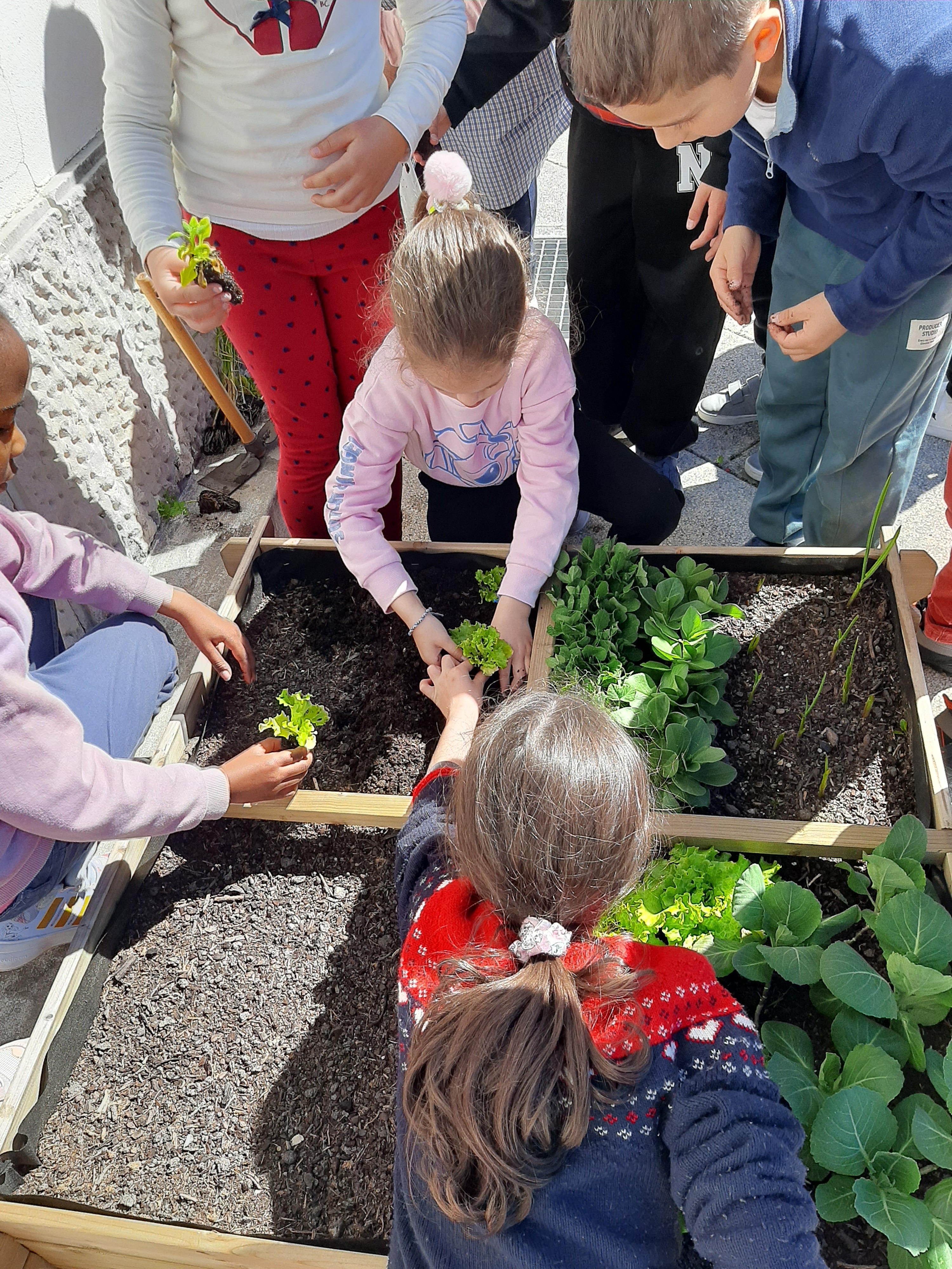 Os alunos vão tratar e cuidar  do que plantaram na sua horta, por vezes em grupo/ turma.