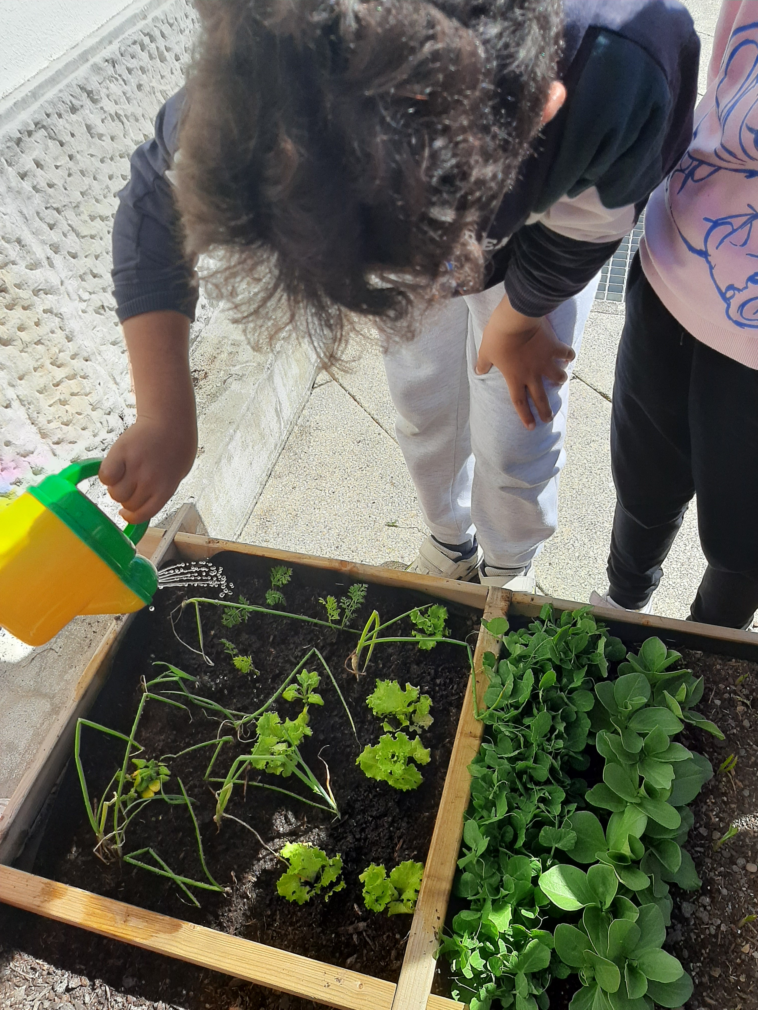 Os alunos regam e observam o que plantaram ao longo do mês.