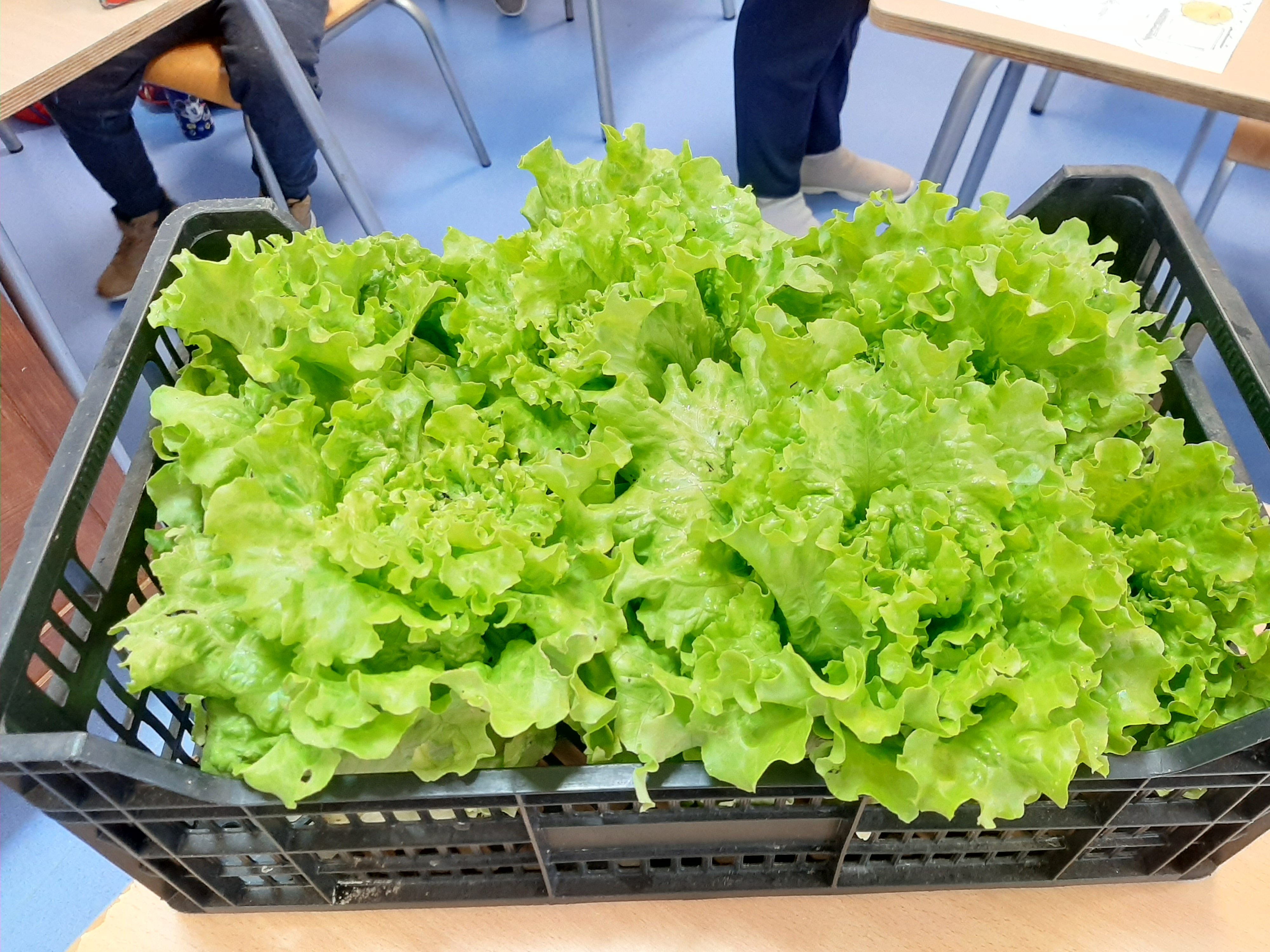 Recolheram-se as alfaces para levar para a cantina , para os alunos comerem durante o seu almoço.