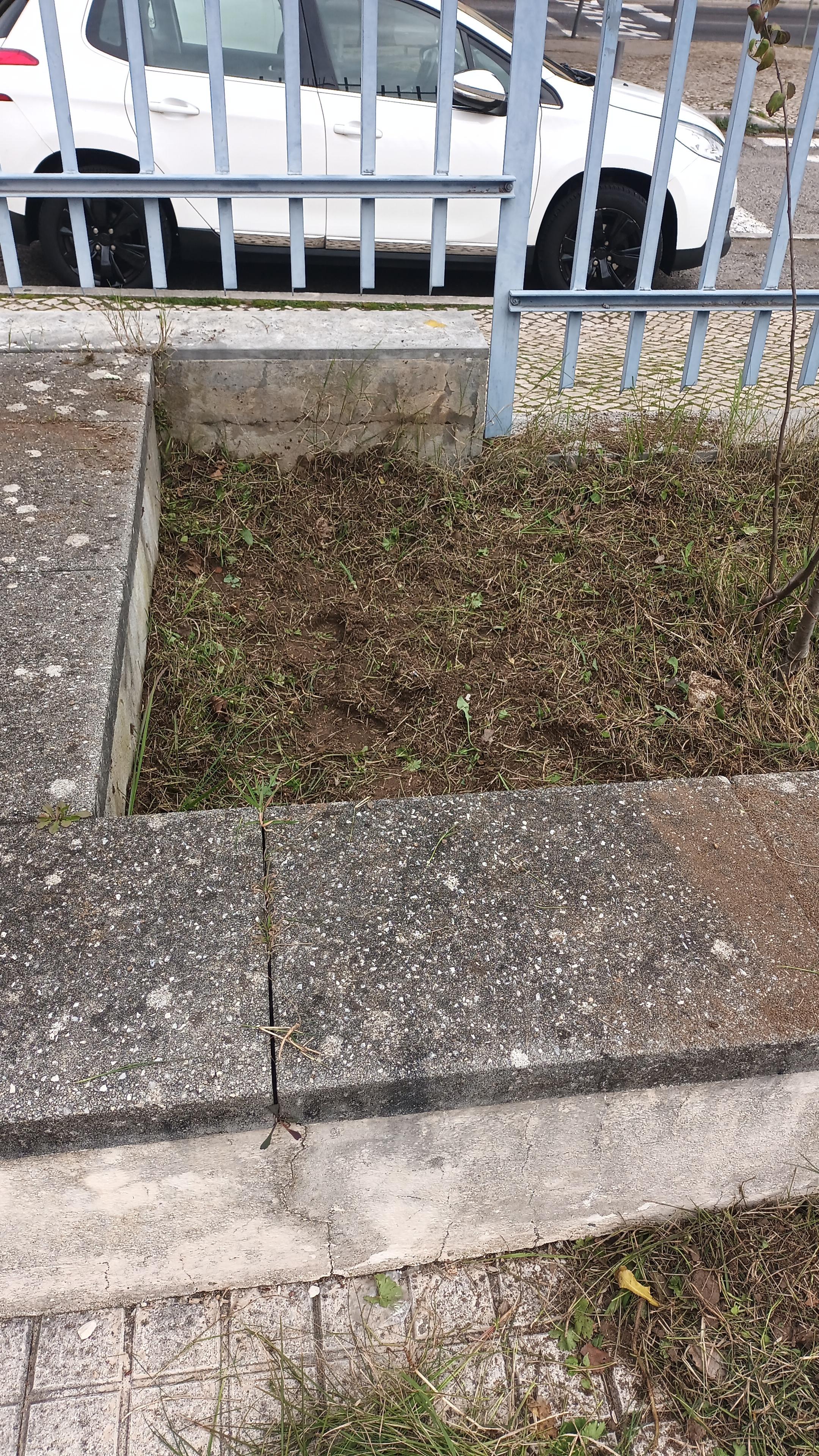 O talhão do 5º A já está quase limpo e as ervas daninhas vão para o compostor.