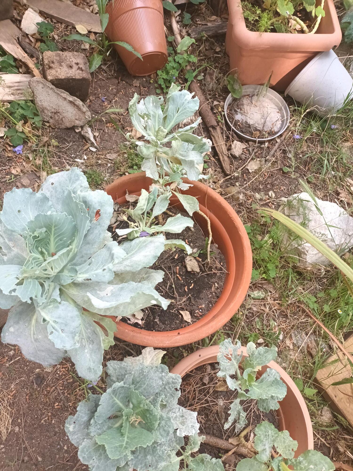 As couves que continuaram a crescer no vaso quase não sobreviveram ao apetite das lagartas.