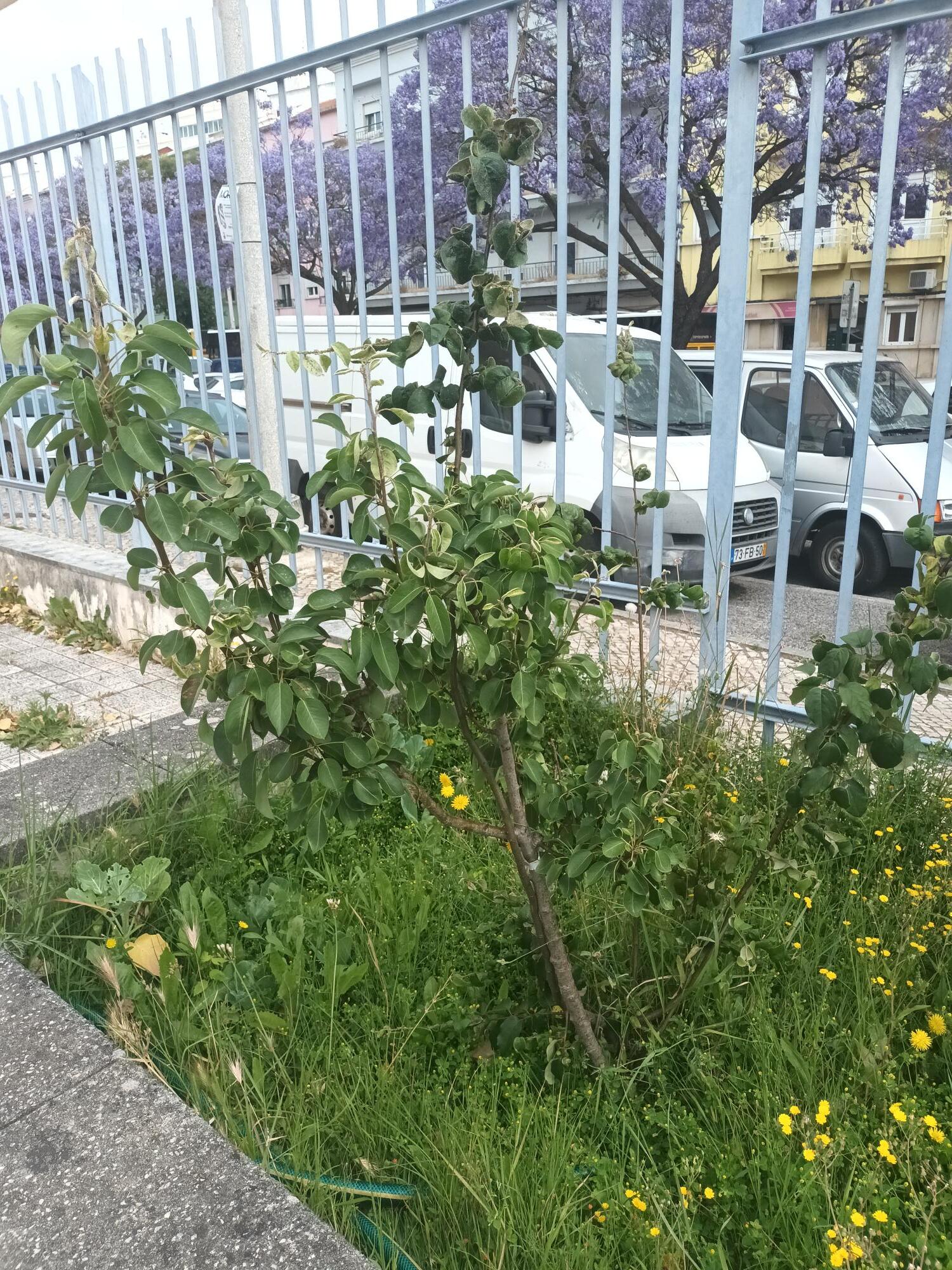 A pereira cresceu muito este ano e o talhão da turma 5ºA  acolheu-a !