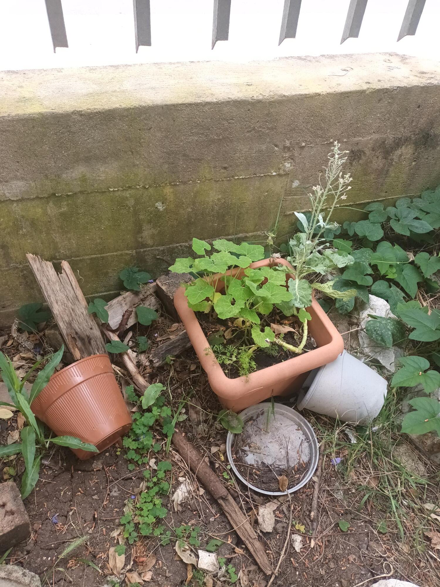 As 2 plantas parecem ter criado uma amizade simbiótica, mas um dia destes vai cada uma para seu canto.