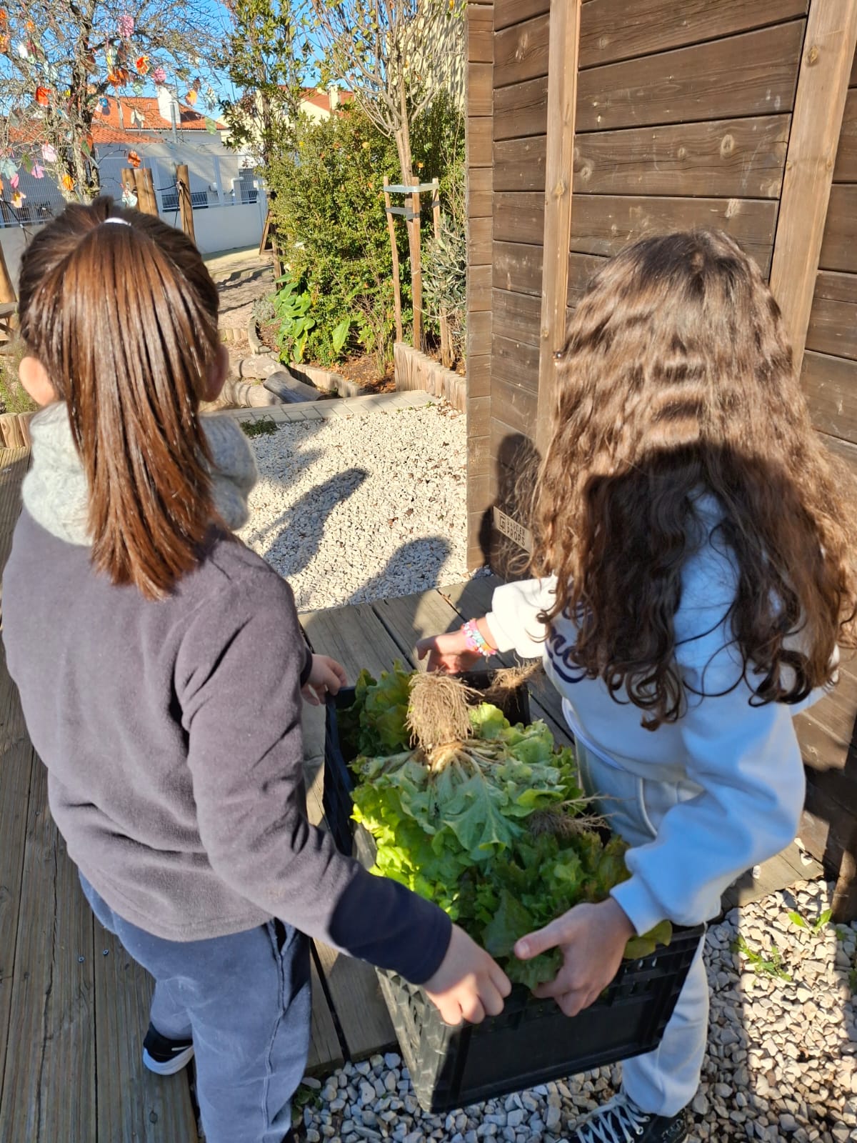 Recolha de alfaces na horta pelos alunos.