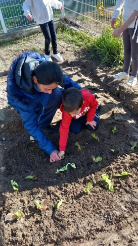 Plantação de legumes com a colaboração das famílias.