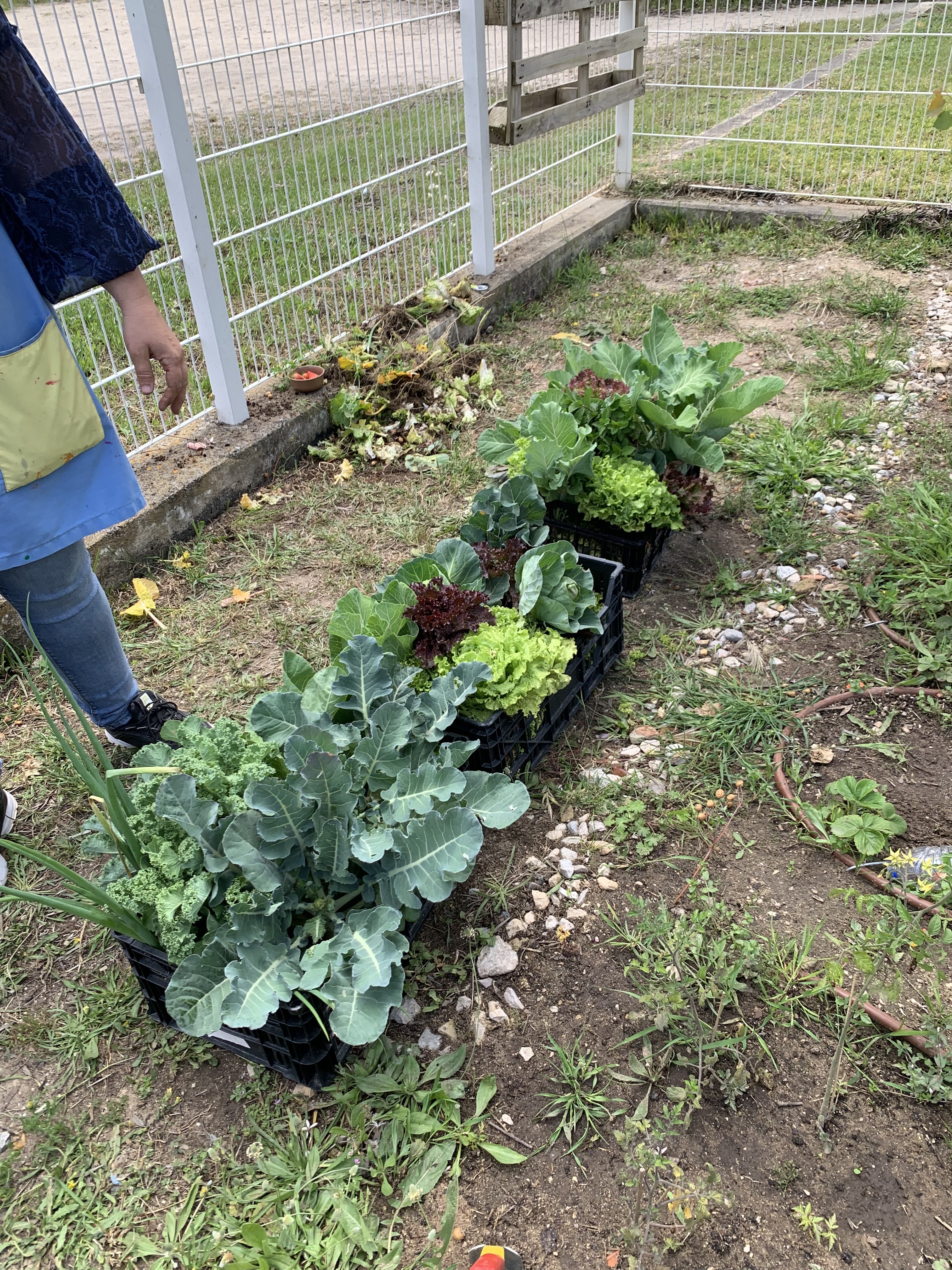 Legumes colhidos para sorteio e distribuição pelas famílias.