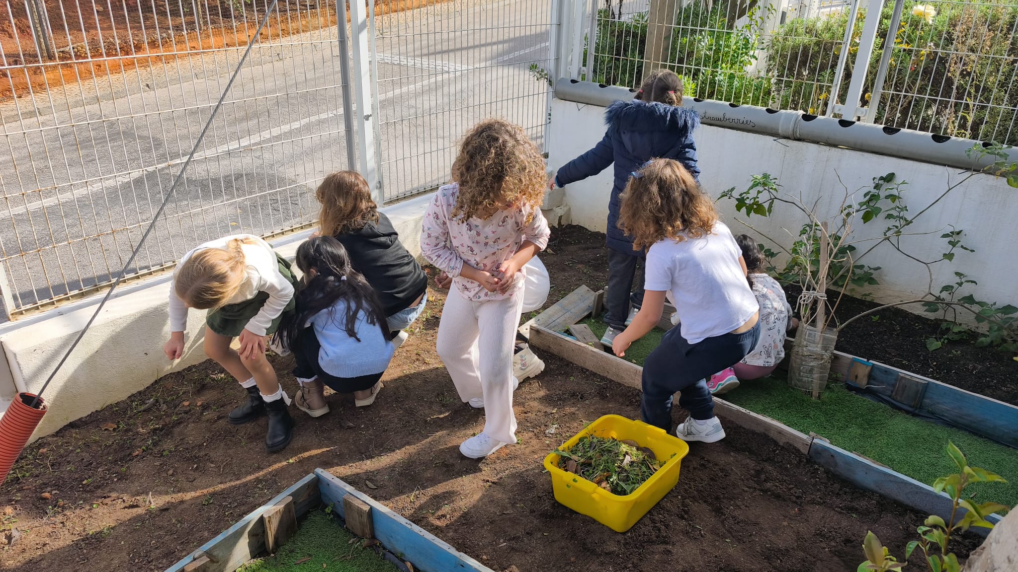 A preparação da terra da horta para receber, as favas e as couves.
