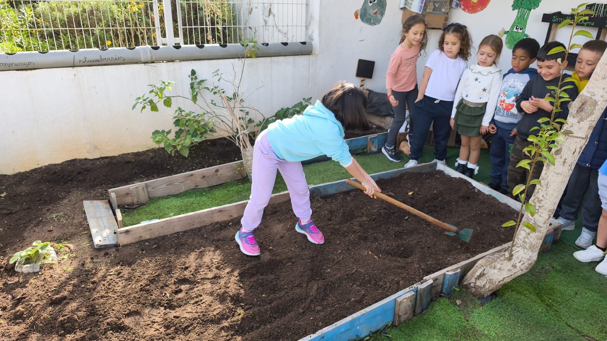A preparação da terra da horta para receber, as favas e as couves.