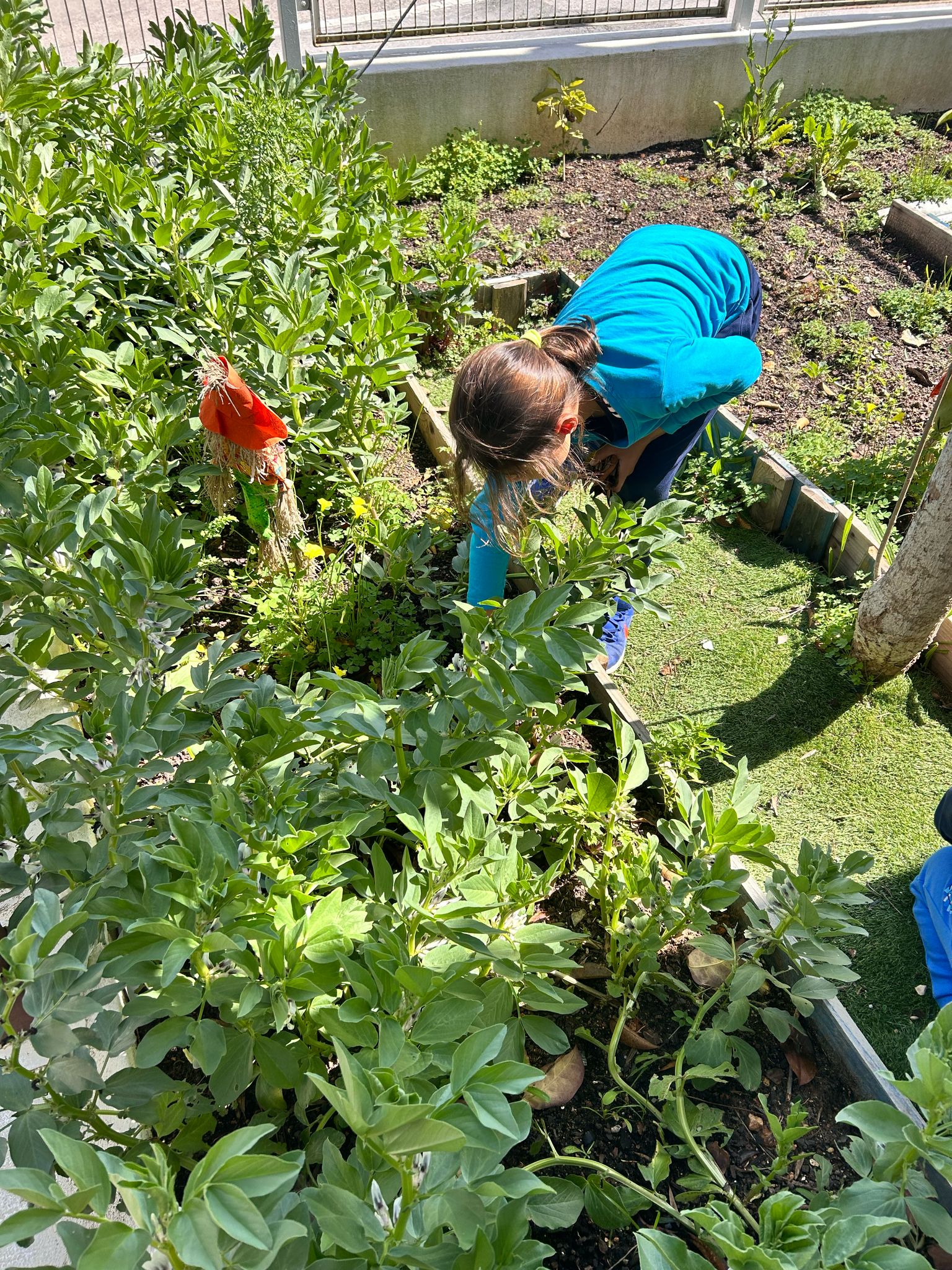 É preciso limpar a nossa horta de pragas (caracóis), e deixar as nossas favas crescerem.