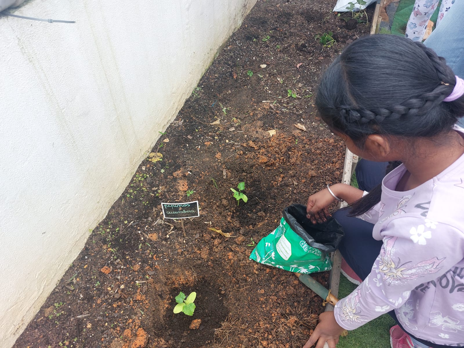 Plantamos pepinos.