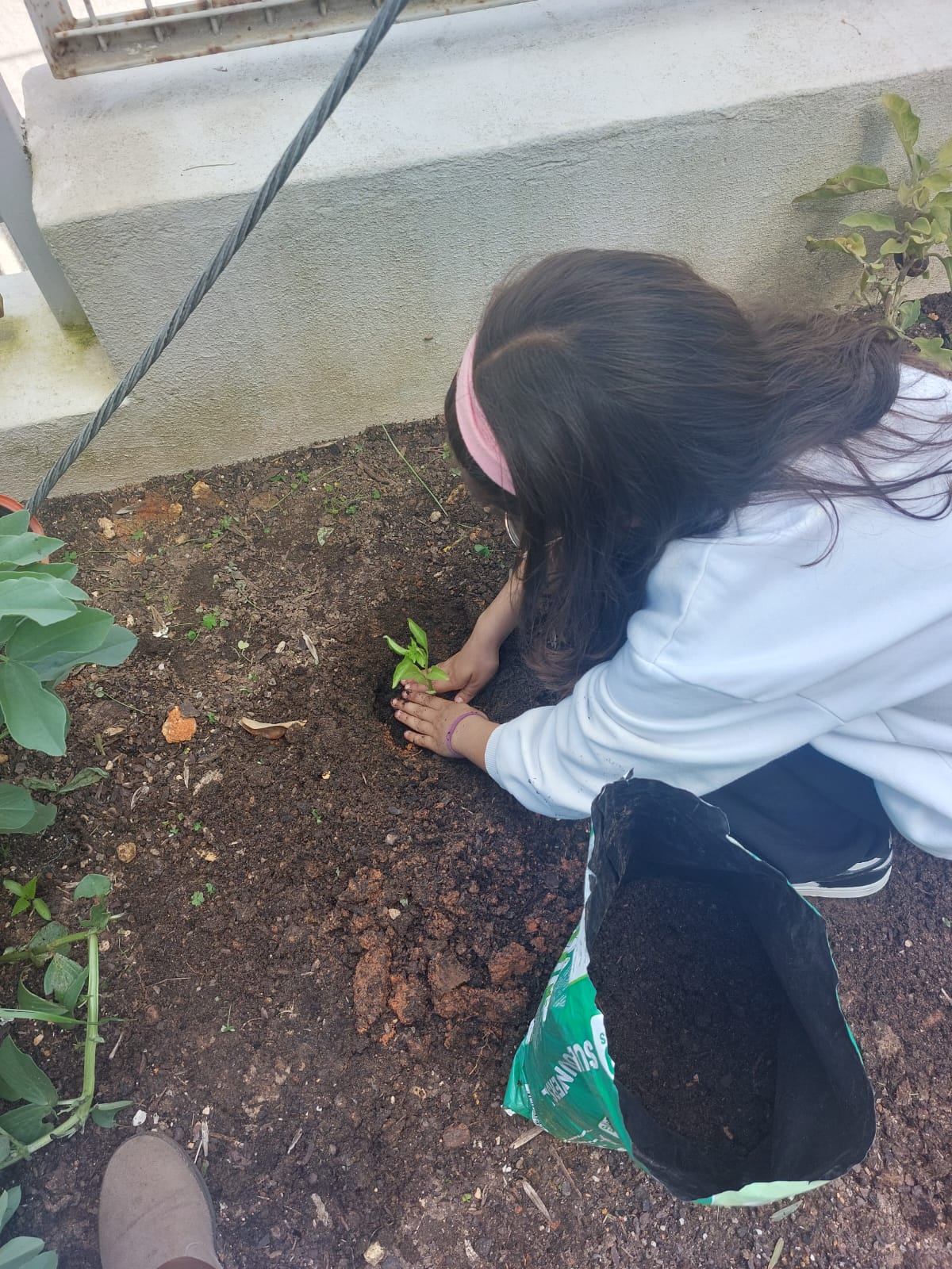 Plantamos tomateiros e pimenteiros.