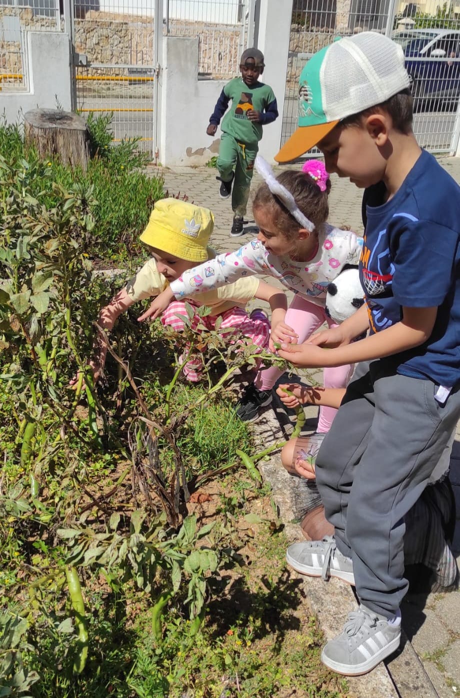 Os alunos do pré-escolar colheram as primeiras favas.