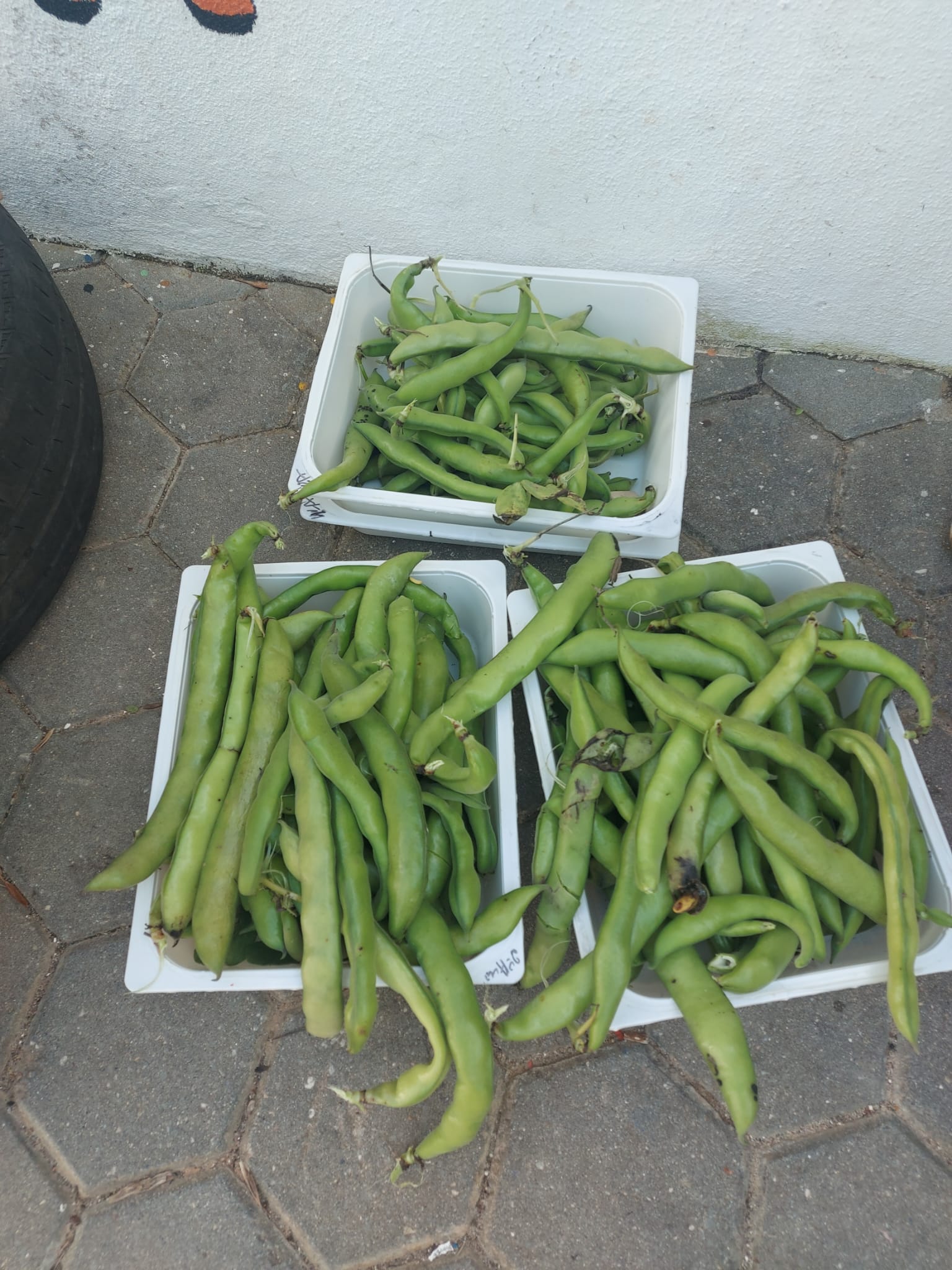 Esta foi a nossa colheita de favas, havemos de cozinhá-las e prová-las