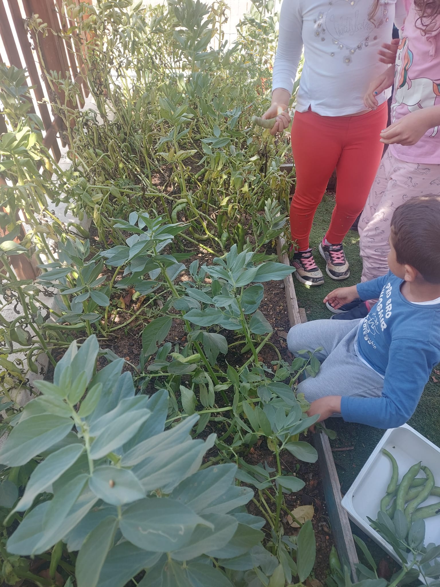 Os alunos do 1.ºciclo colheram as favas.