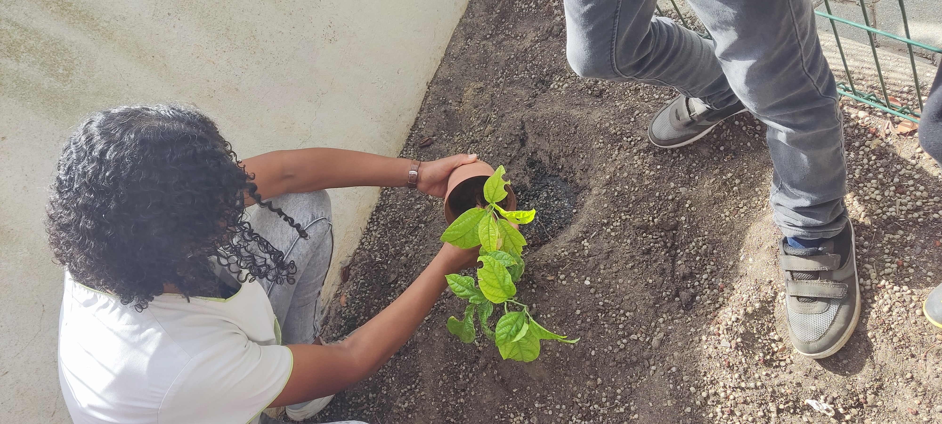 Plantamos