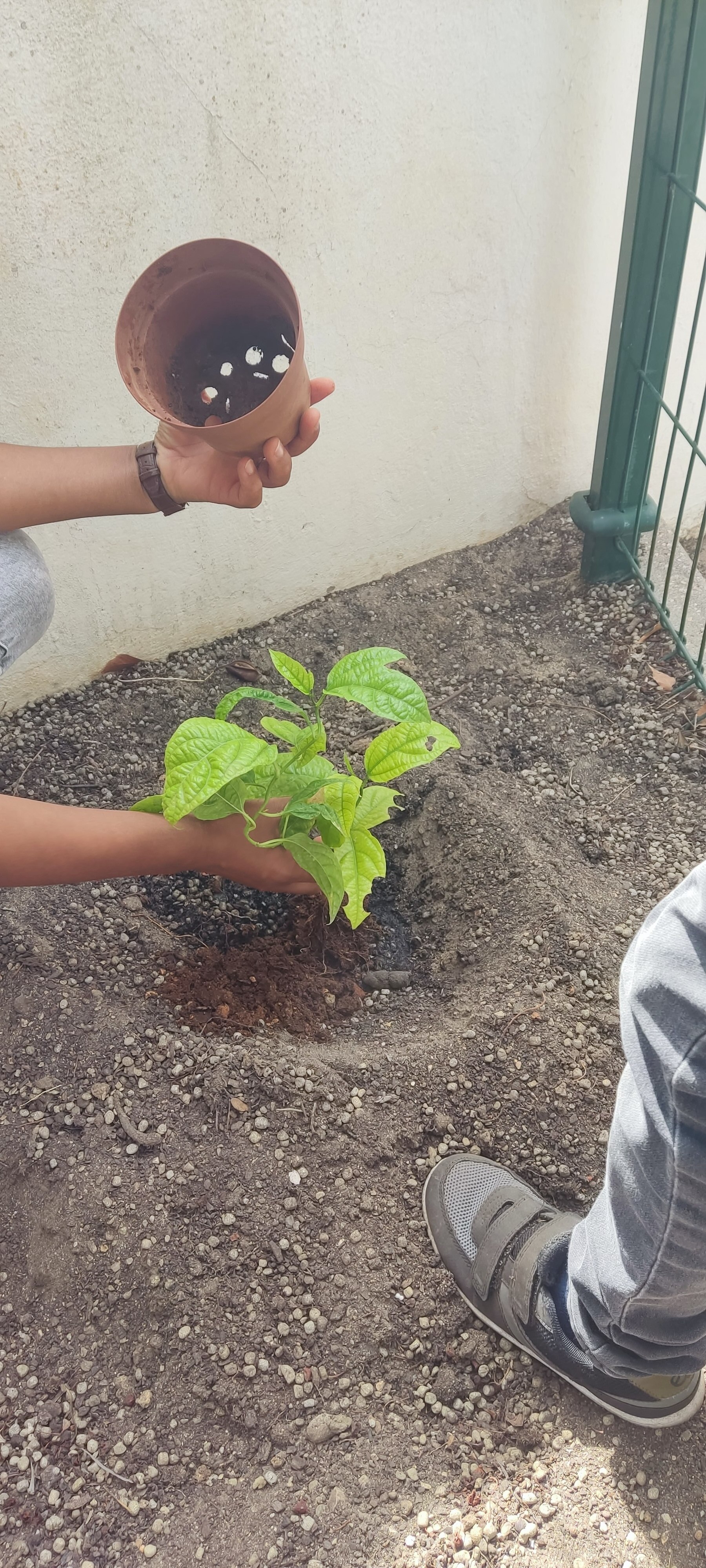 Plantamos e regamos