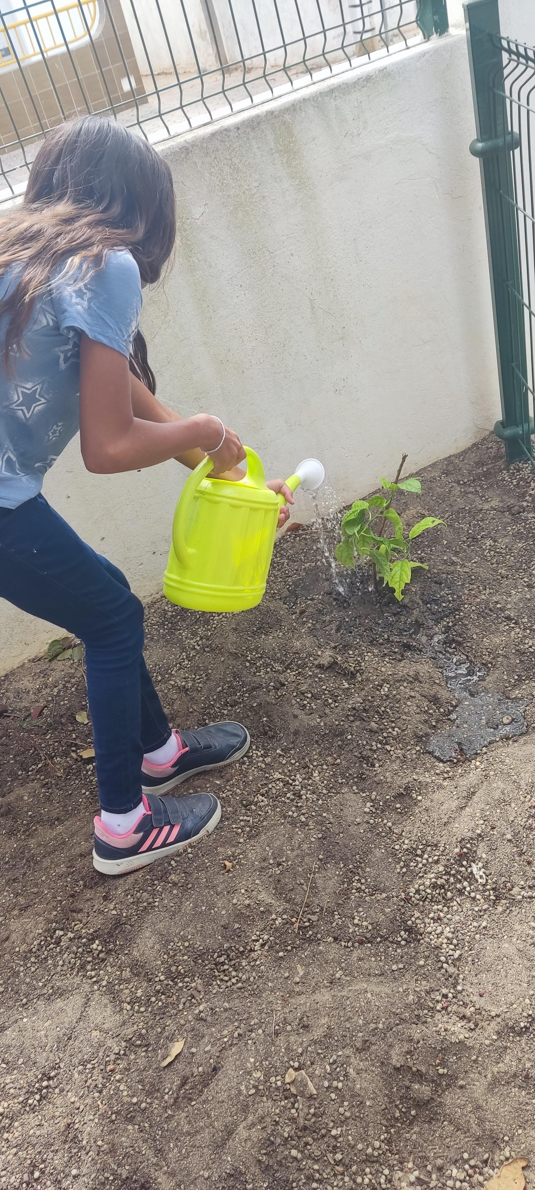 Plantamos maracujá, favas e ervilhas