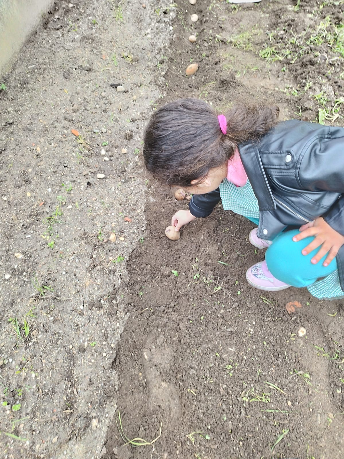 Primeiras plantações - batata