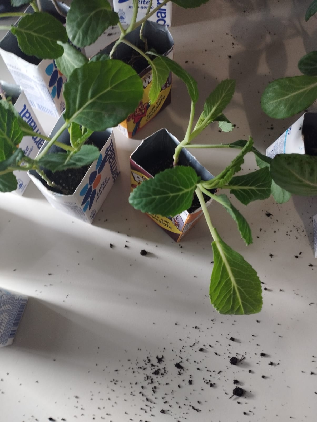 Primeiras germinações em pequena estufa
