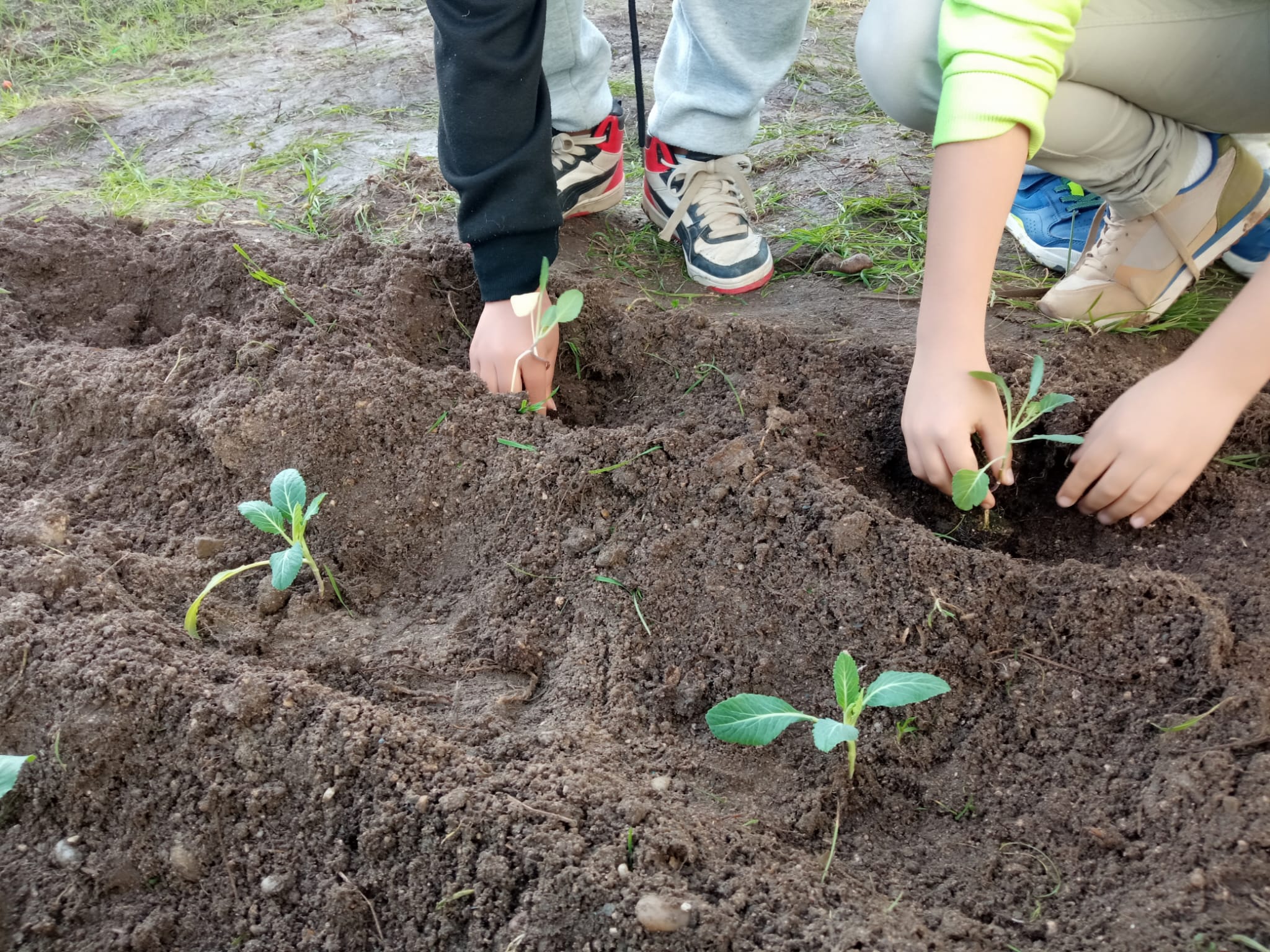 Transplante para a horta